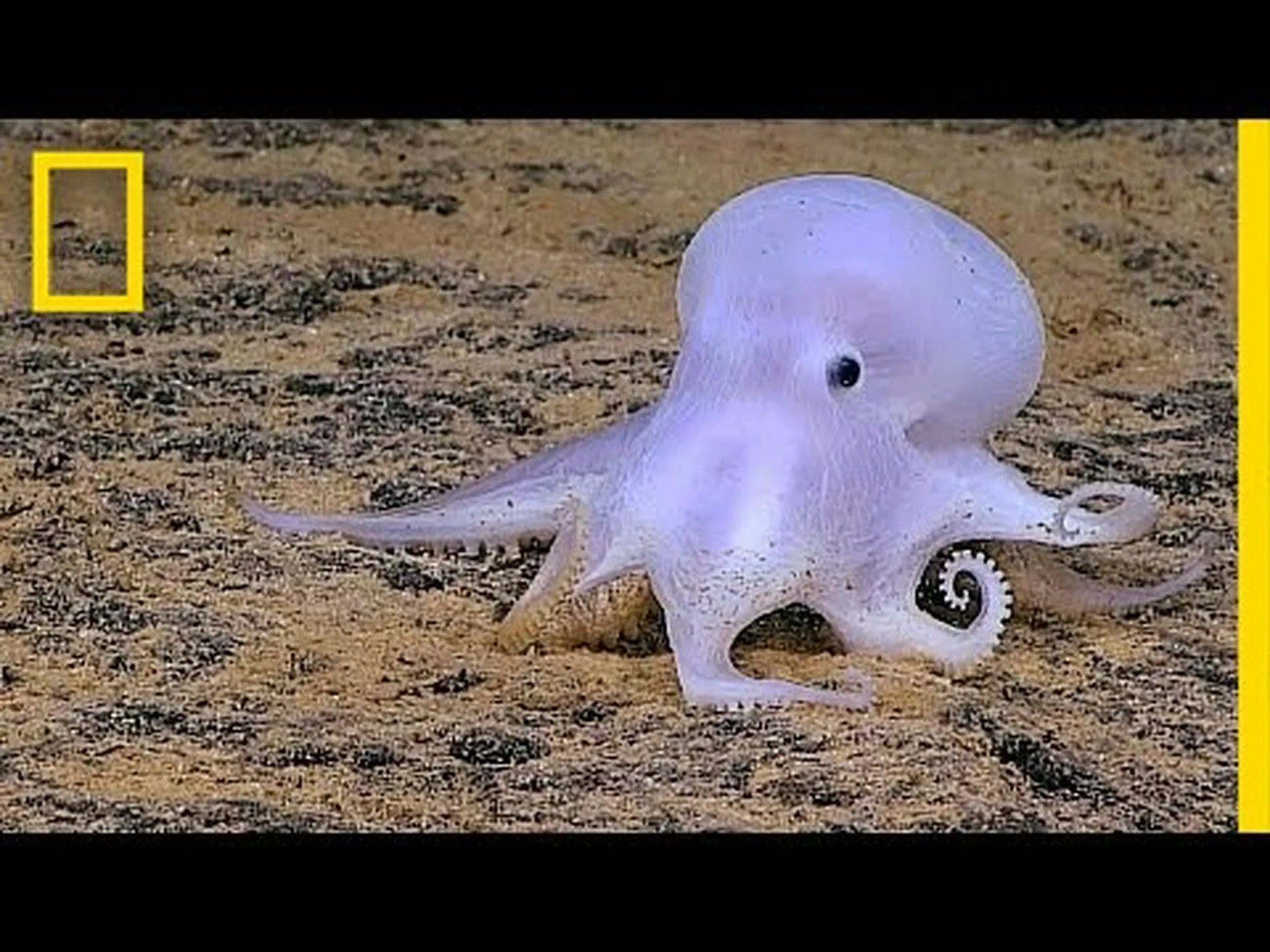 これまで見た中で最も不気味なタコは水中の幽霊のようだ これまで見た中で最も不気味なタコは水中の幽霊のようだ
