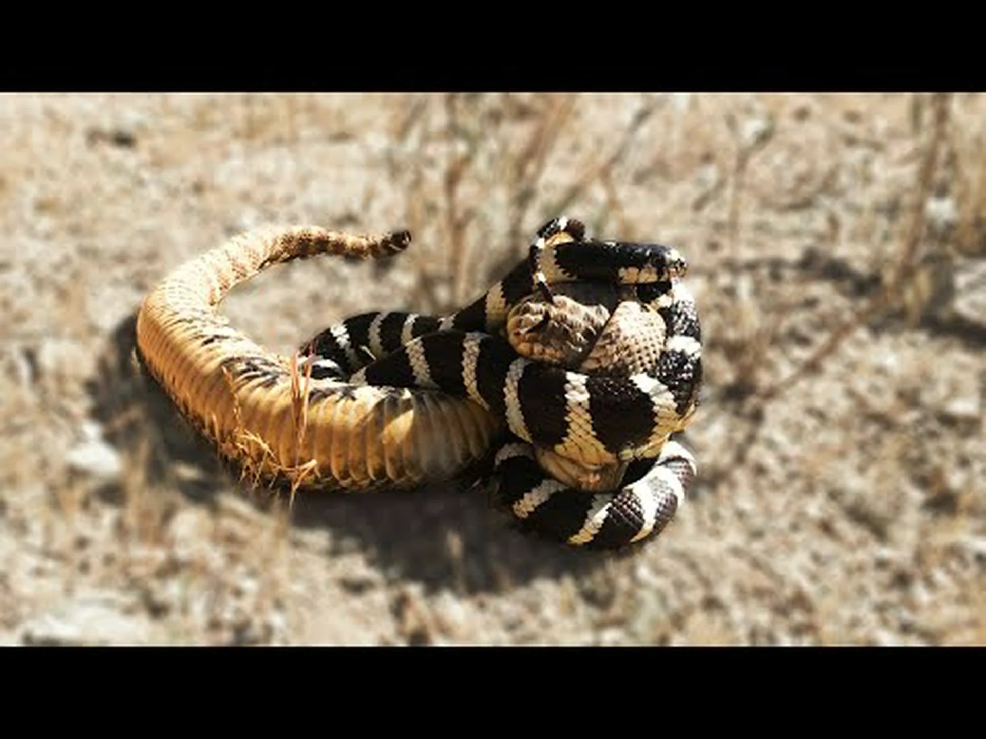 フロリダ対決: キングスネーク対パイソンの戦いで勝利するのは誰ですか? フロリダ対決: キングスネーク対パイソンの戦いで勝利するのは誰ですか?