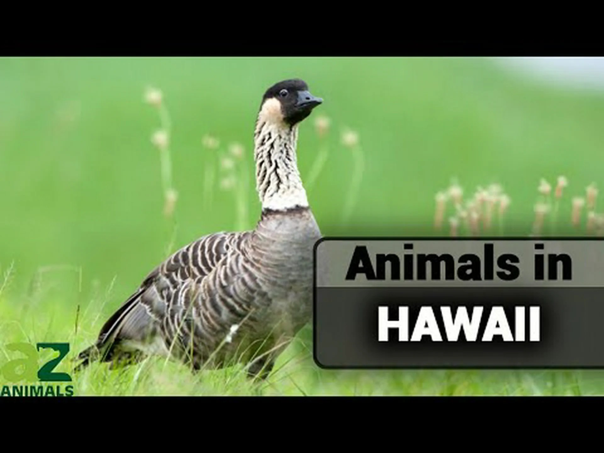 ハワイの最大の動物 9 種とその生息地を発見 ハワイの最大の動物 9 種とその生息地を発見