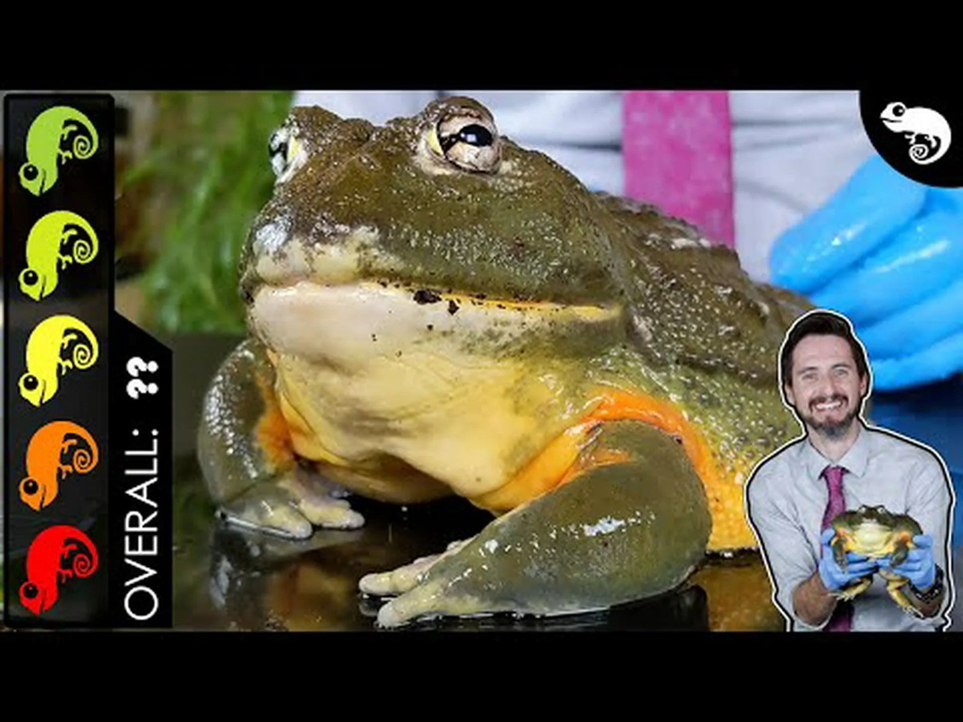 アフリカウシガエルの歯:知っておくべきことすべて アフリカウシガエルの歯:知っておくべきことすべて