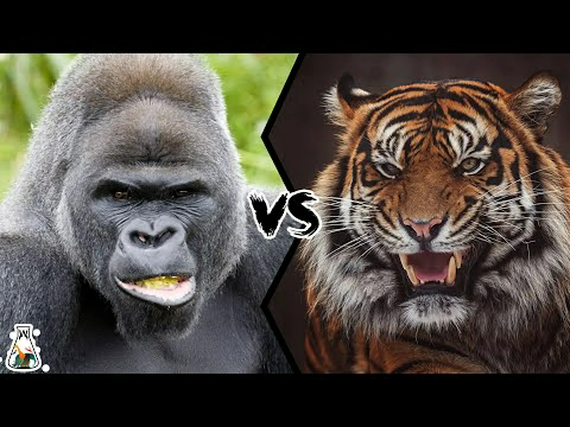 ゴリラ vs トラ: 戦ったらどちらが勝つでしょうか? ゴリラ vs トラ: 戦ったらどちらが勝つでしょうか?