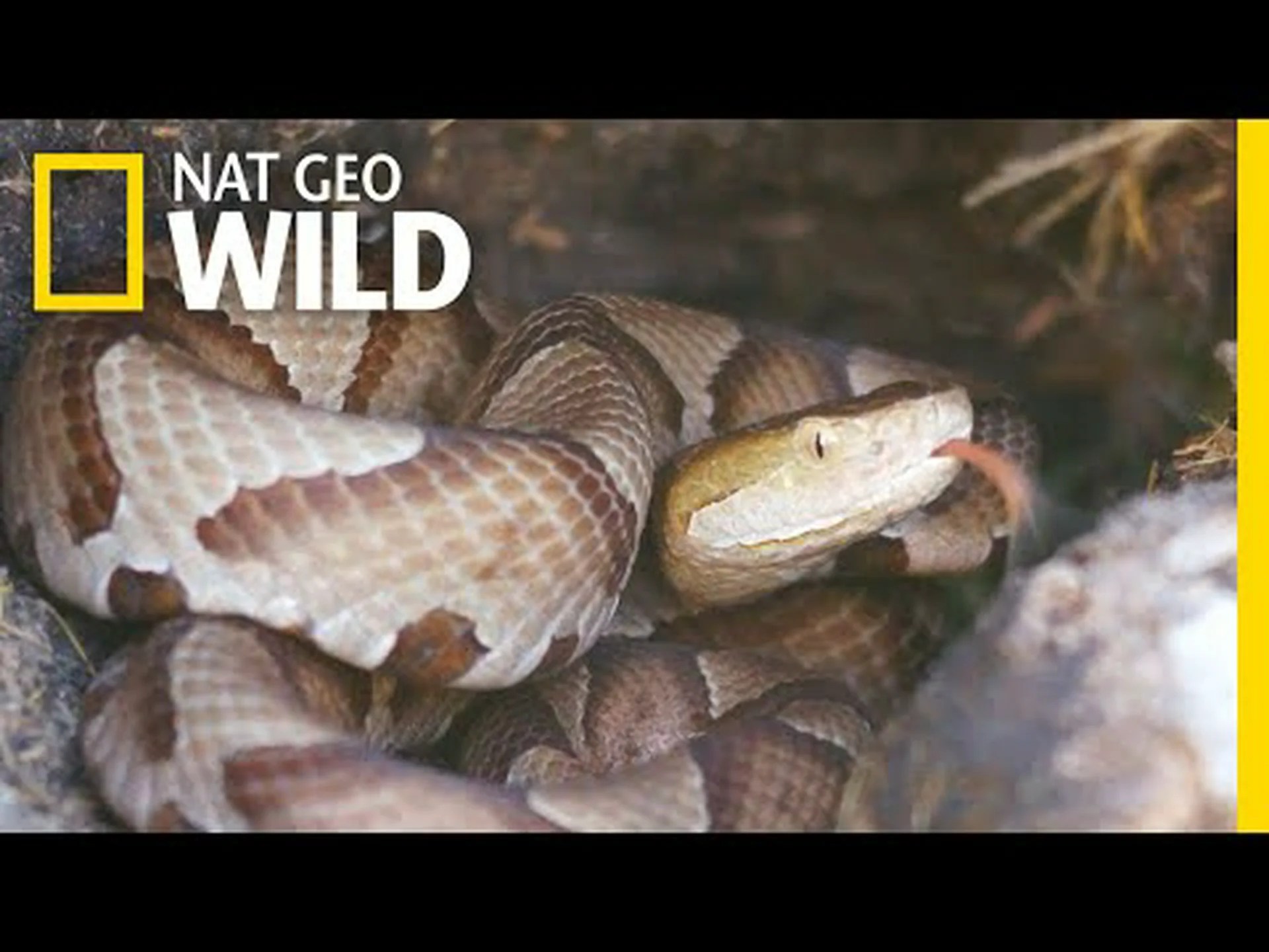 ペンシルバニア州のマムシ: 生息地と咬傷頻度 ペンシルバニア州のマムシ: 生息地と咬傷頻度