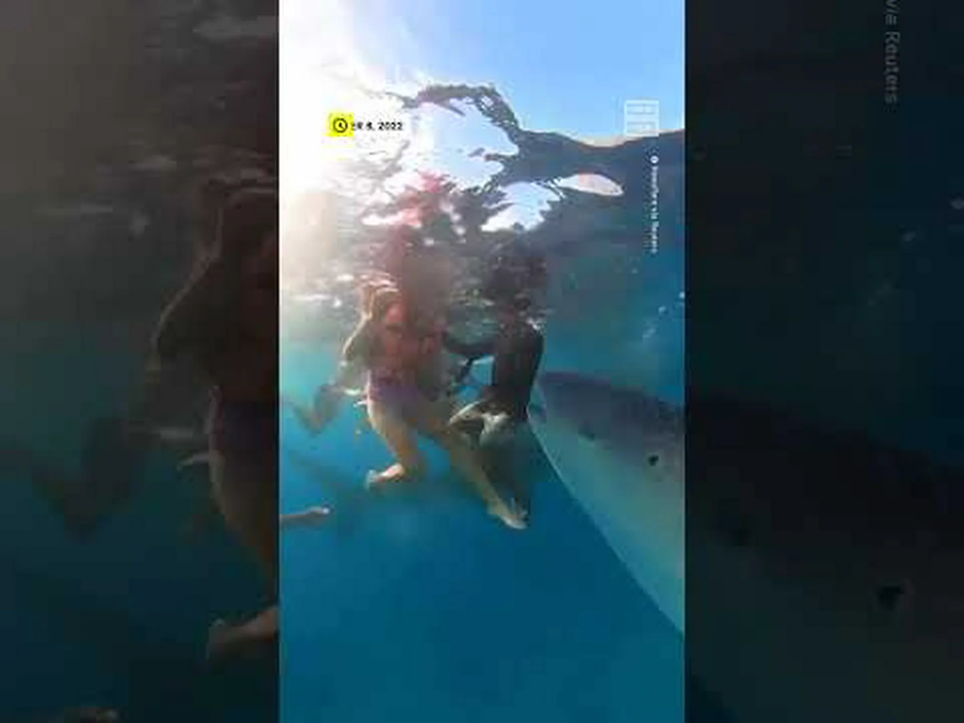 狩るには大きすぎる?ジンベエザメは何を食べるのか 狩るには大きすぎる?ジンベエザメは何を食べるのか