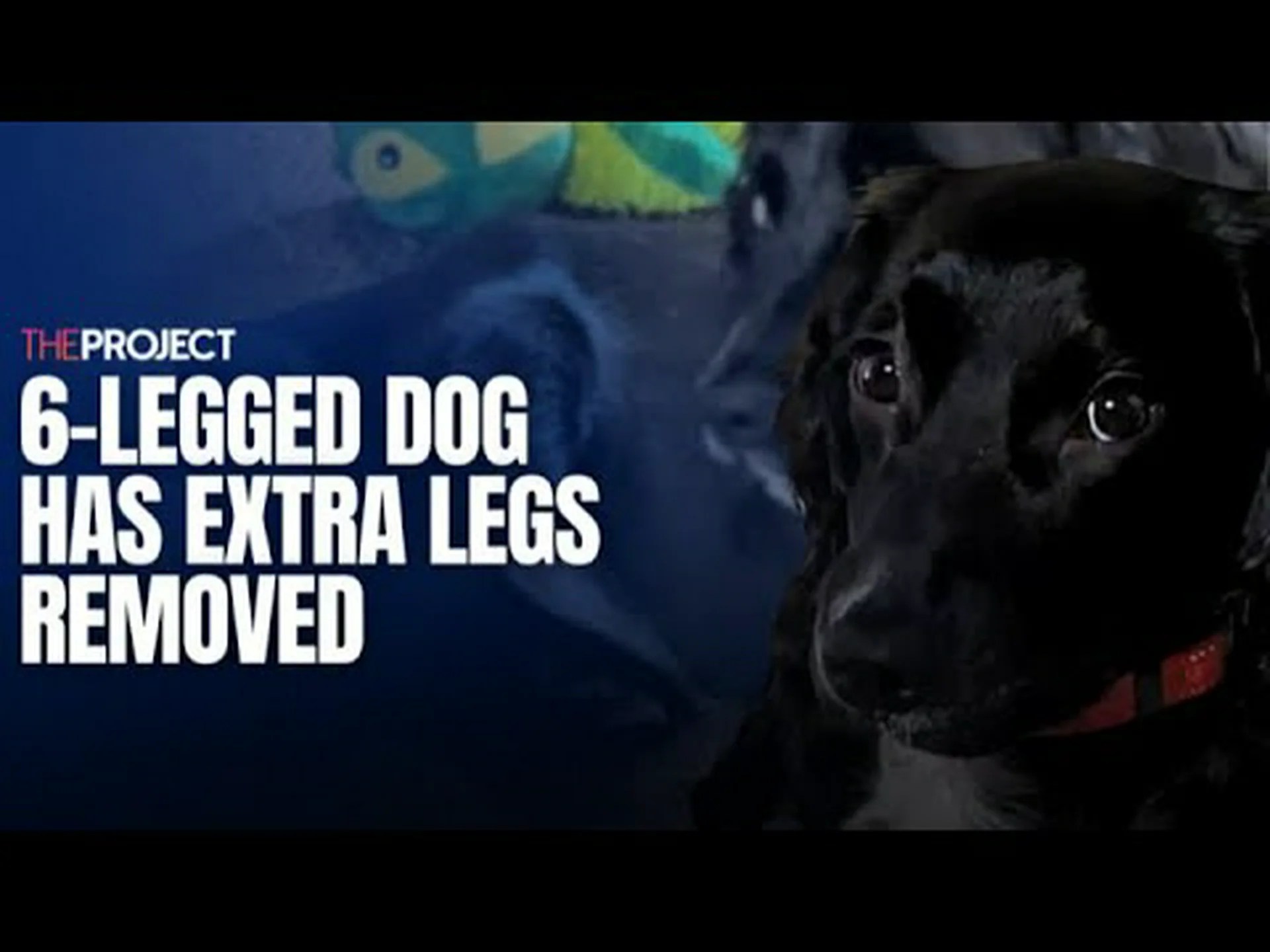 6本足の珍しい子犬が波止場に捨てられているのが見つかる 6本足の珍しい子犬が波止場に捨てられているのが見つかる
