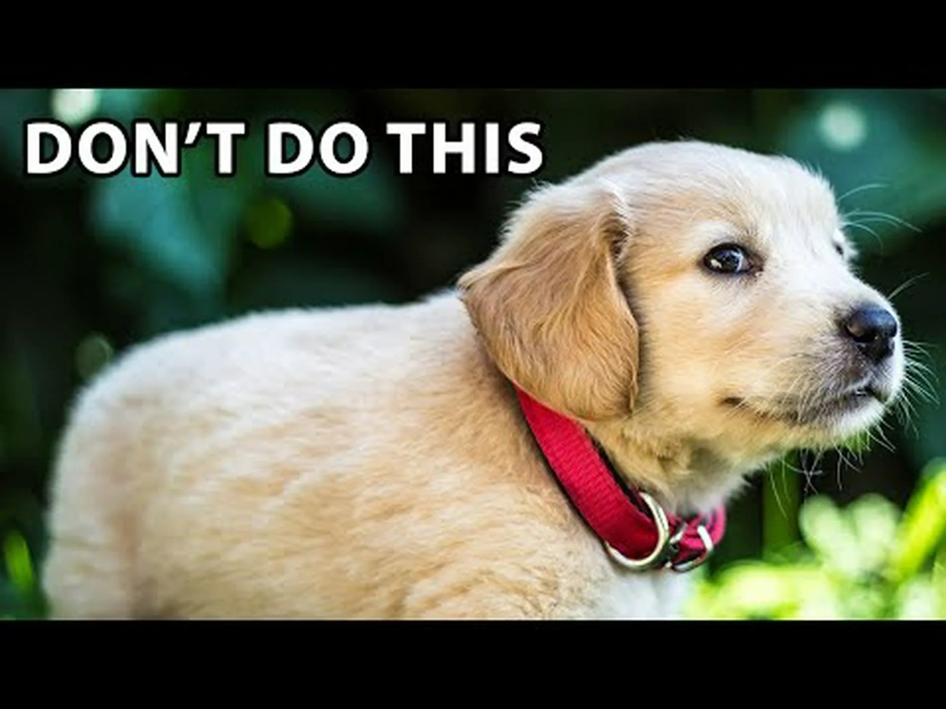 ゴールデンレトリバーのトレーニング: 最良のヒント、よくある間違いなど! ゴールデンレトリバーのトレーニング: 最良のヒント、よくある間違いなど!