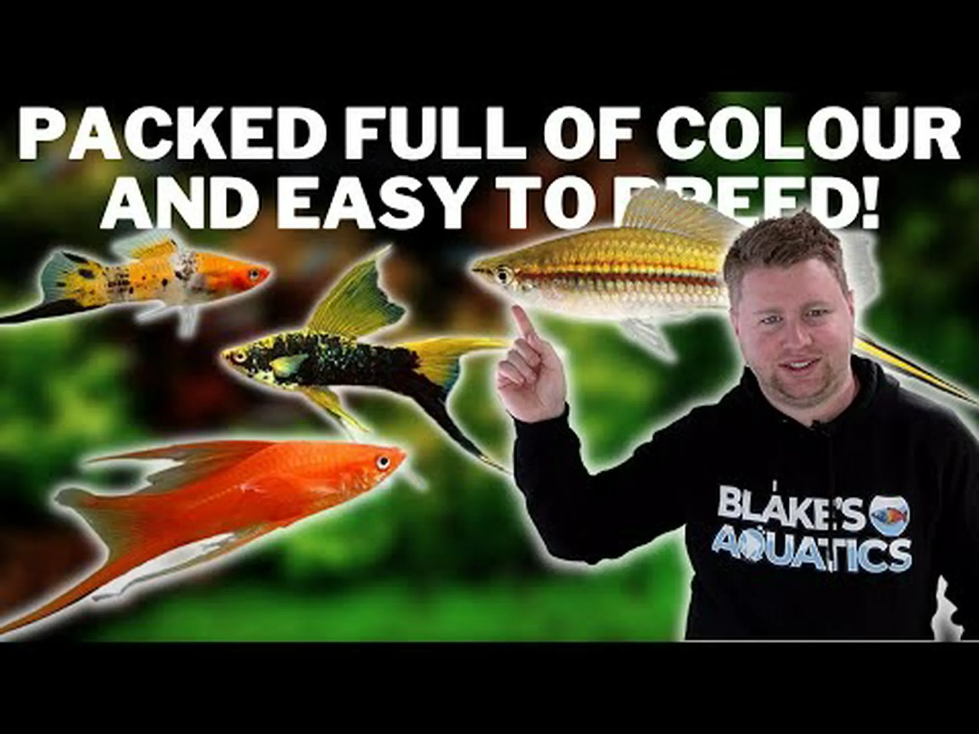 3 種類のソードテール: 魚の選択、繁殖、世話に関するガイド 3 種類のソードテール: 魚の選択、繁殖、世話に関するガイド