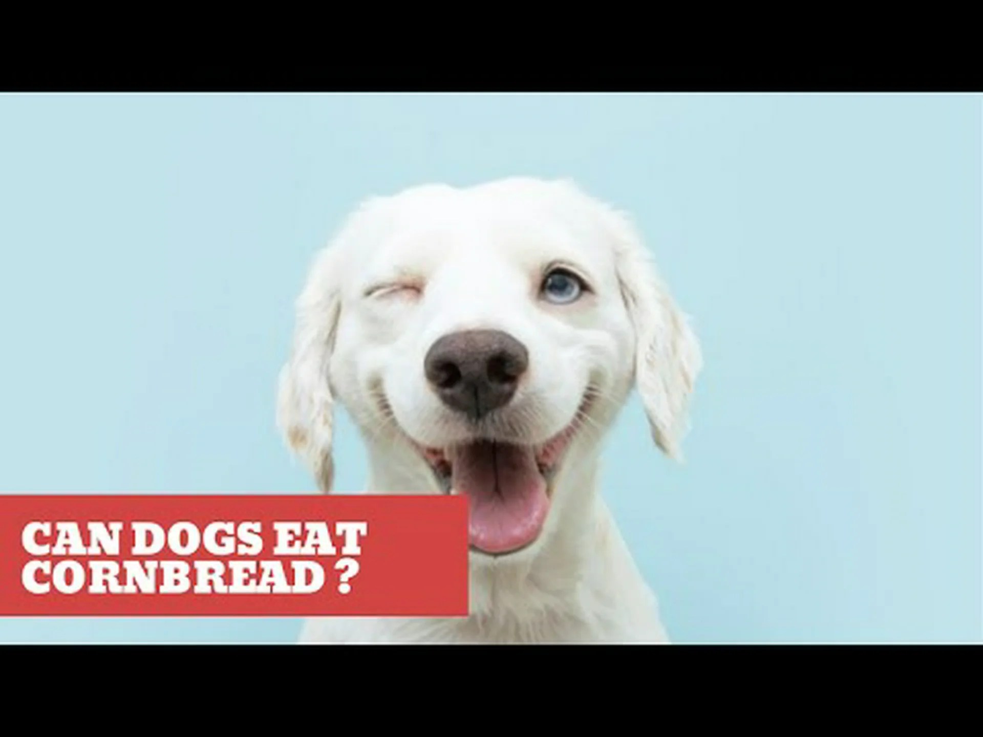 犬はコーンブレッドを食べても大丈夫ですか? 犬はコーンブレッドを食べても大丈夫ですか?
