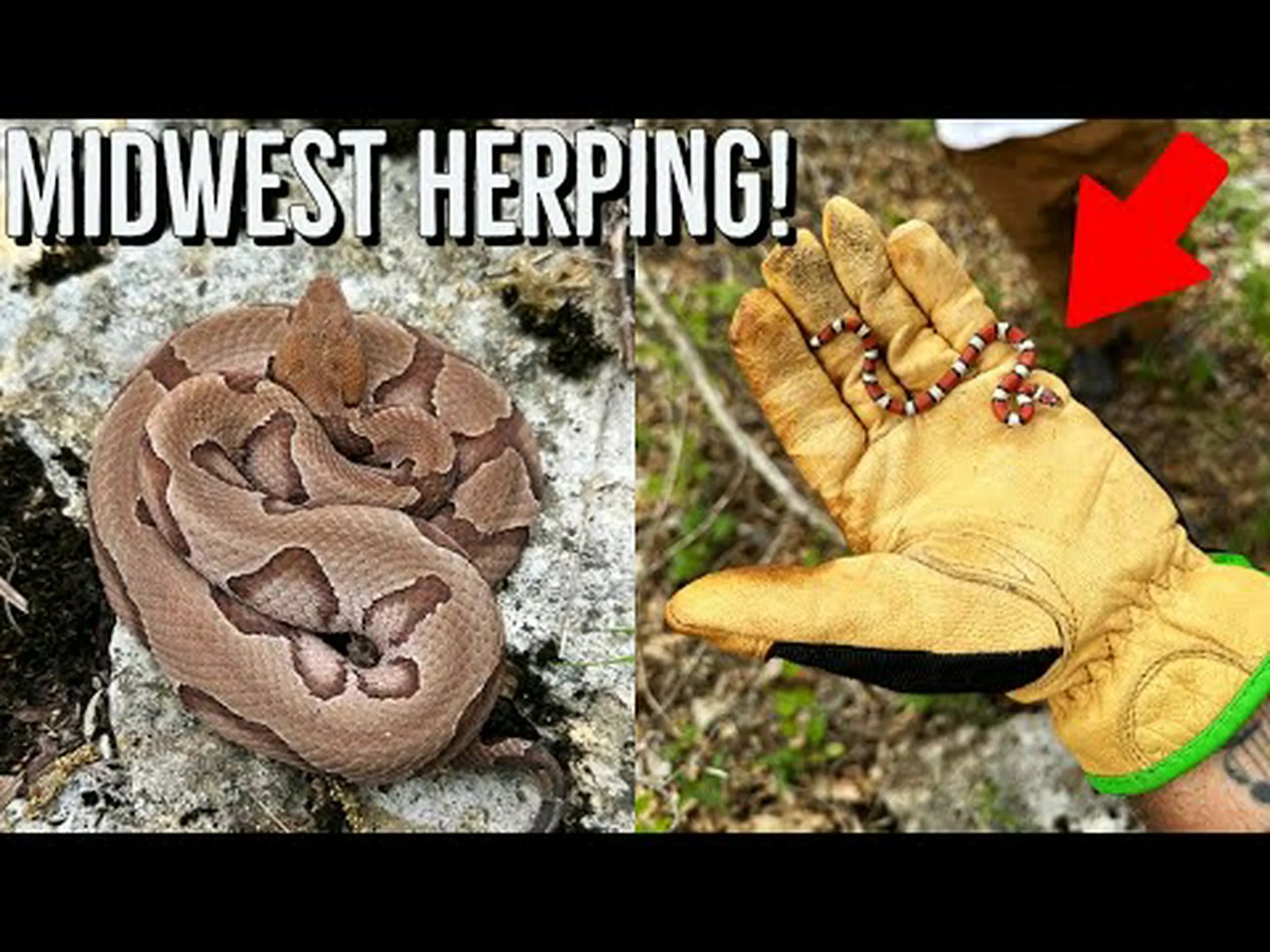 ミズーリガラガラヘビが最も活発になる時期を知る ミズーリガラガラヘビが最も活発になる時期を知る