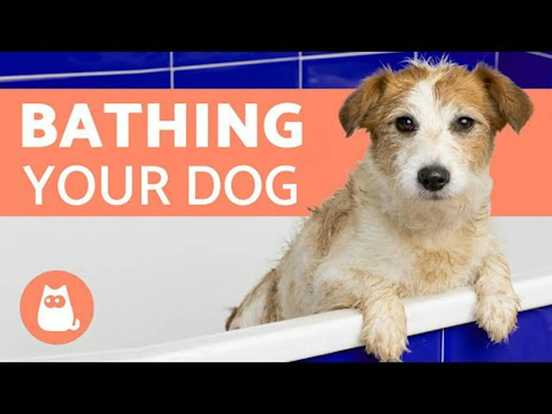 犬をお風呂に入れる: 生まれたばかりの子犬にはどのくらいの頻度が理想的ですか? 犬をお風呂に入れる: 生まれたばかりの子犬にはどのくらいの頻度が理想的ですか?