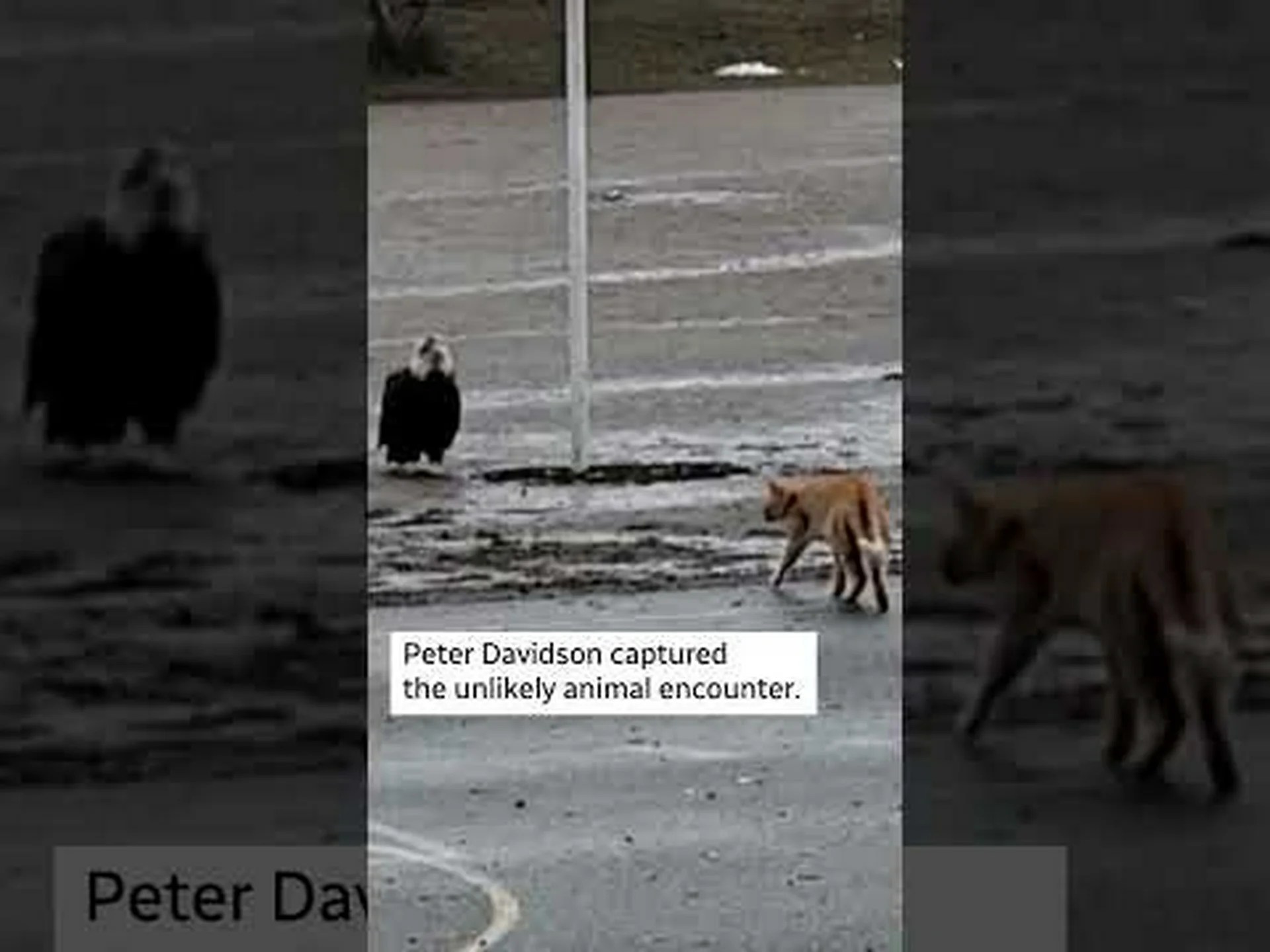 裏庭対決で飼い猫とハクトウワシが対立 裏庭対決で飼い猫とハクトウワシが対立