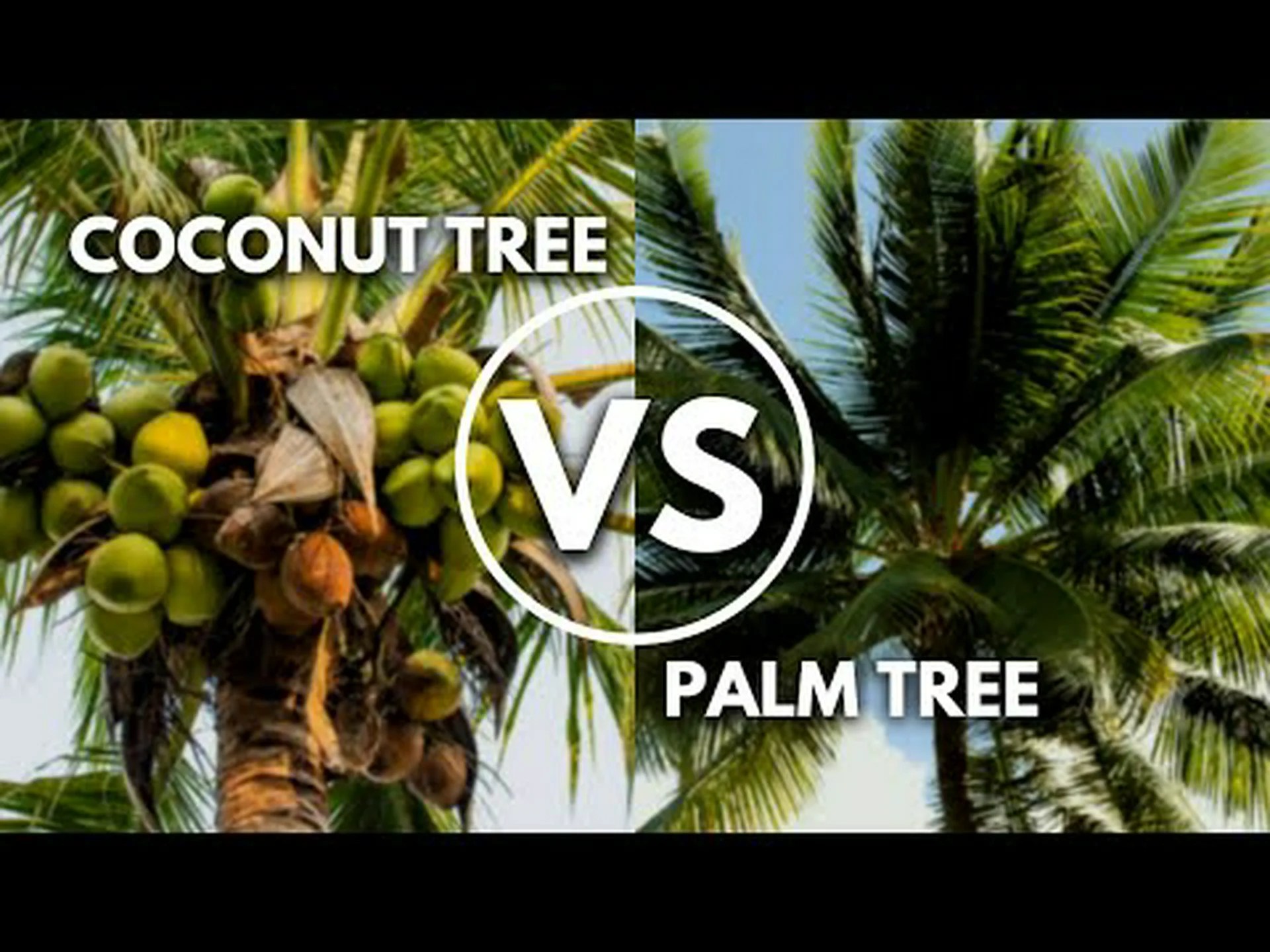 ココナッツの木とヤシの木: 5 つの主な違い ココナッツの木とヤシの木: 5 つの主な違い