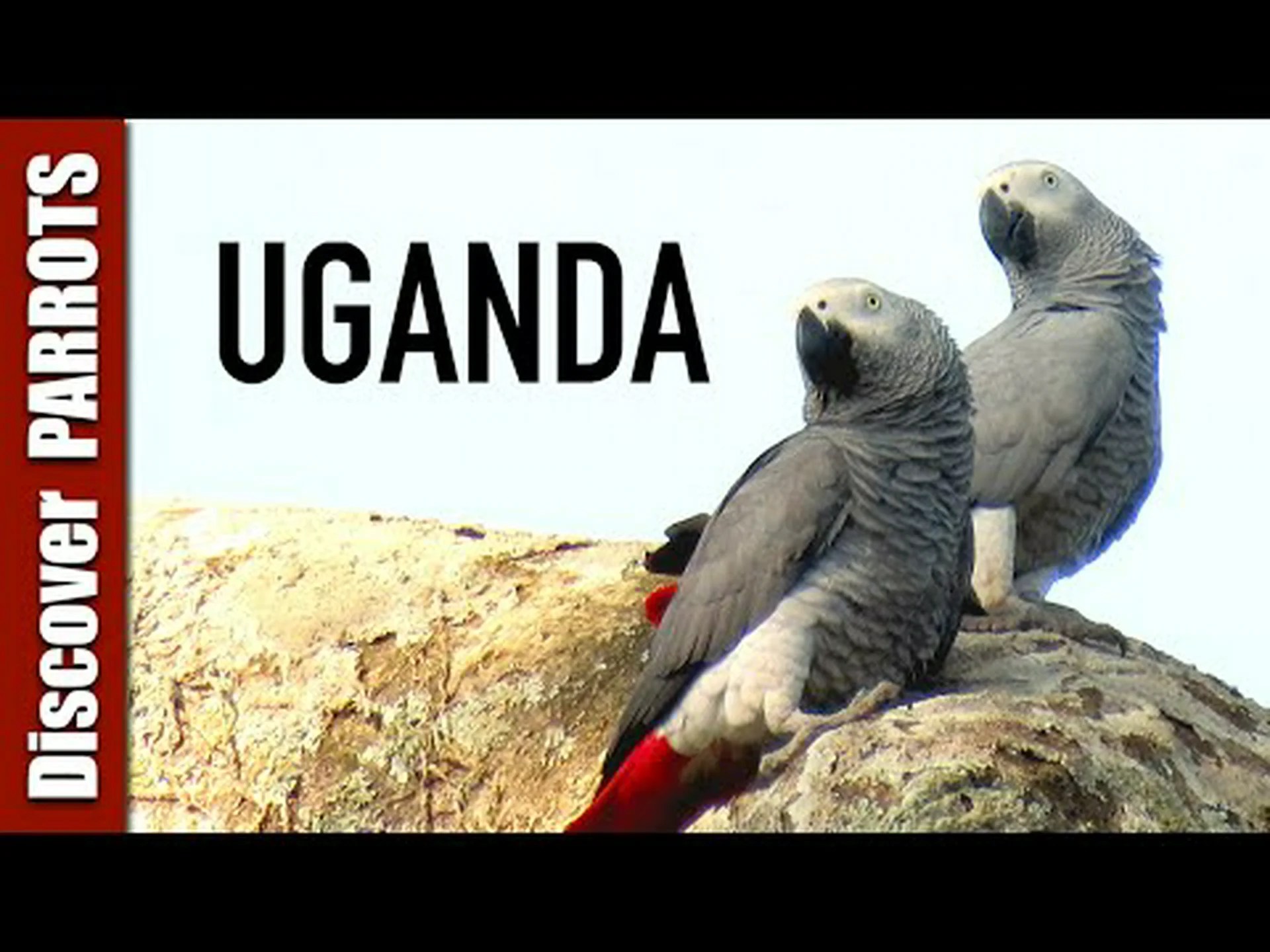 この美しいアフリカのオウムがどのようにしてアメリカ最大の都市の 1 つに急速に定着したのかをご覧ください この美しいアフリカのオウムがどのようにしてアメリカ最大の都市の 1 つに急速に定着したのかをご覧ください