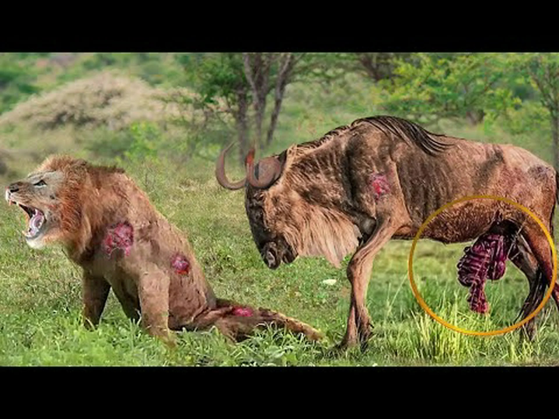 このヌーが恐れ知らずの剣闘士に変身し、飢えたライオンと真っ向から戦う様子をご覧ください このヌーが恐れ知らずの剣闘士に変身し、飢えたライオンと真っ向から戦う様子をご覧ください