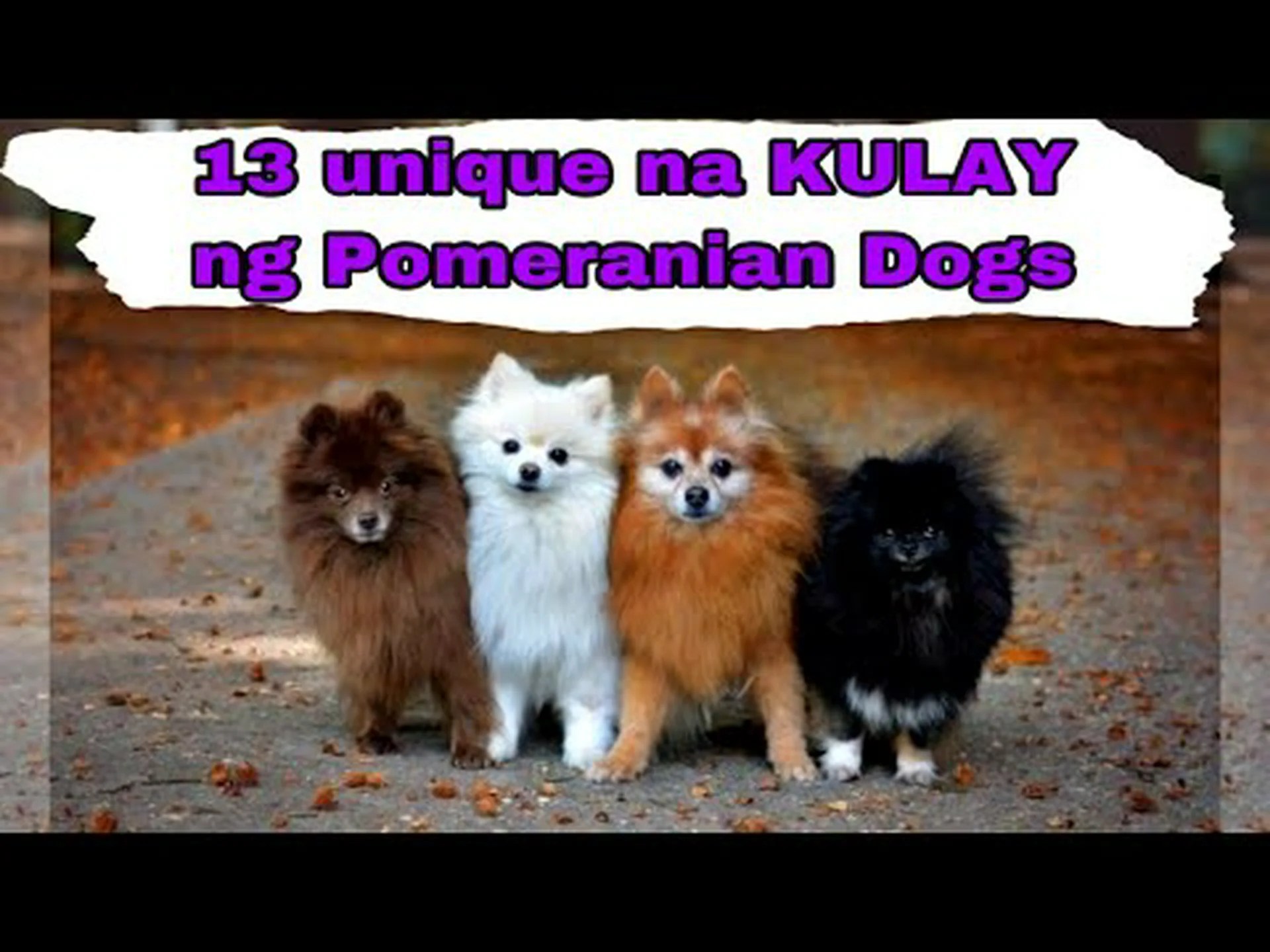 7 つの最も珍しいポメラニアンの色を発見してください (#1 の価格は ,000!) 7 つの最も珍しいポメラニアンの色を発見してください (#1 の価格は ,000!)