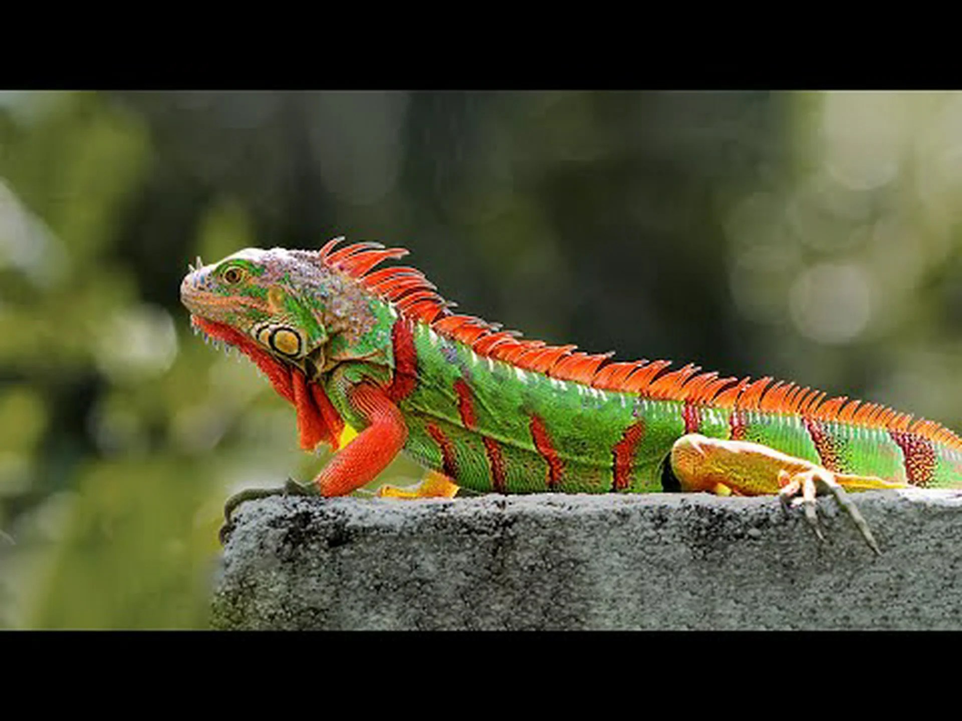 カラフルなイグアナ: 10 の驚くべき例 カラフルなイグアナ: 10 の驚くべき例