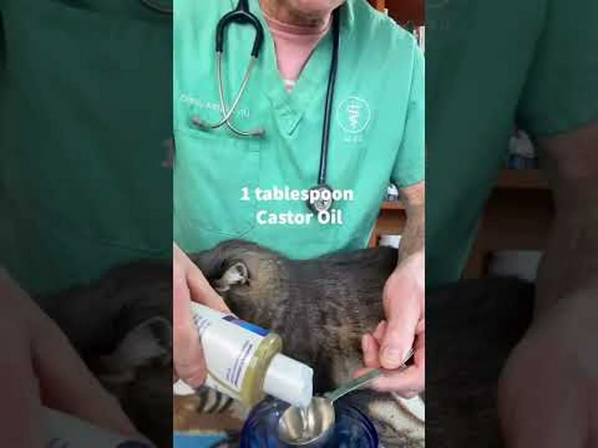 最高の自家製猫耳クリーナーを見つけてください 最高の自家製猫耳クリーナーを見つけてください