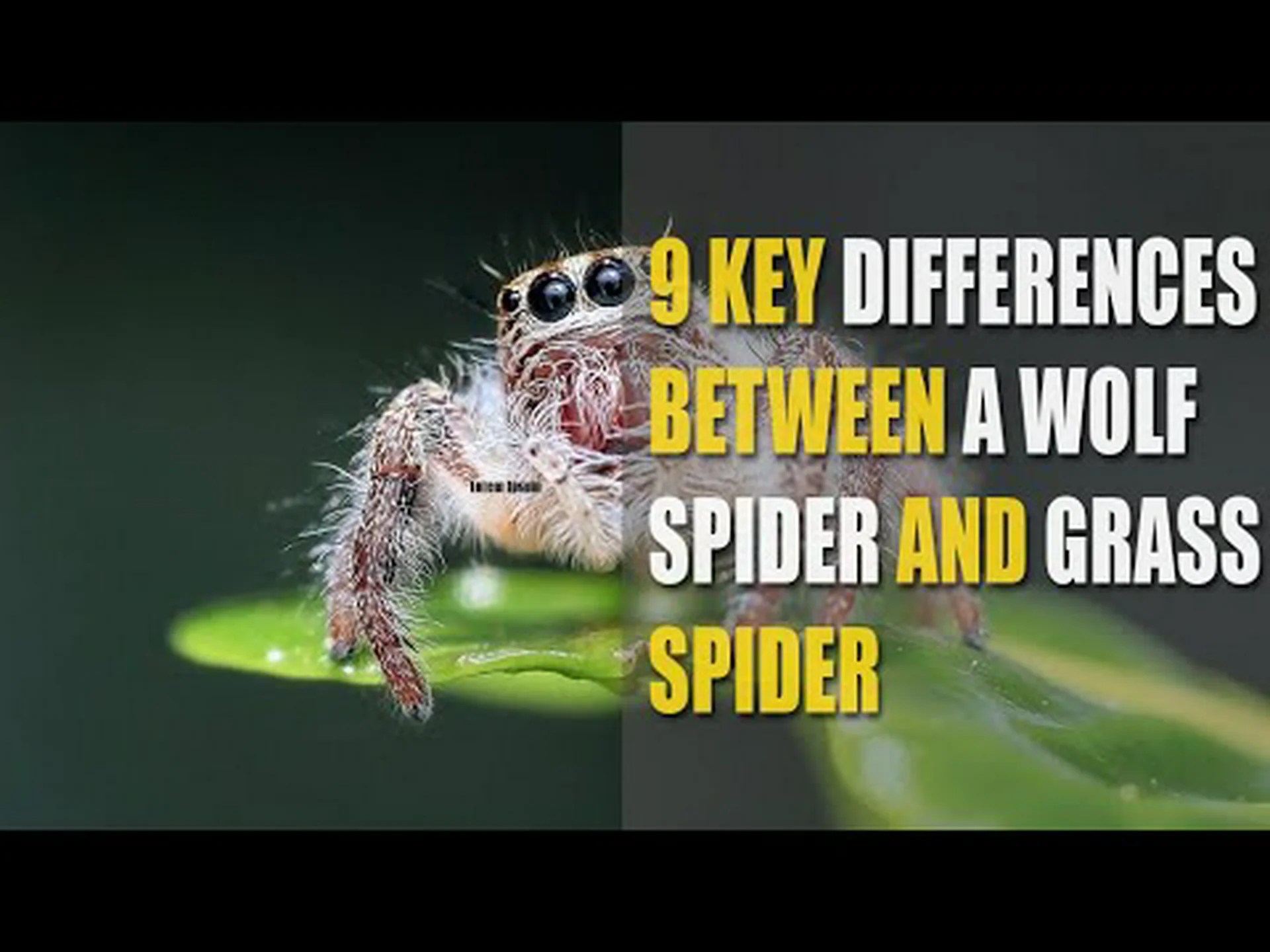 オオカミグモとグラスグモ: 9 つの主な違いを説明 オオカミグモとグラスグモ: 9 つの主な違いを説明