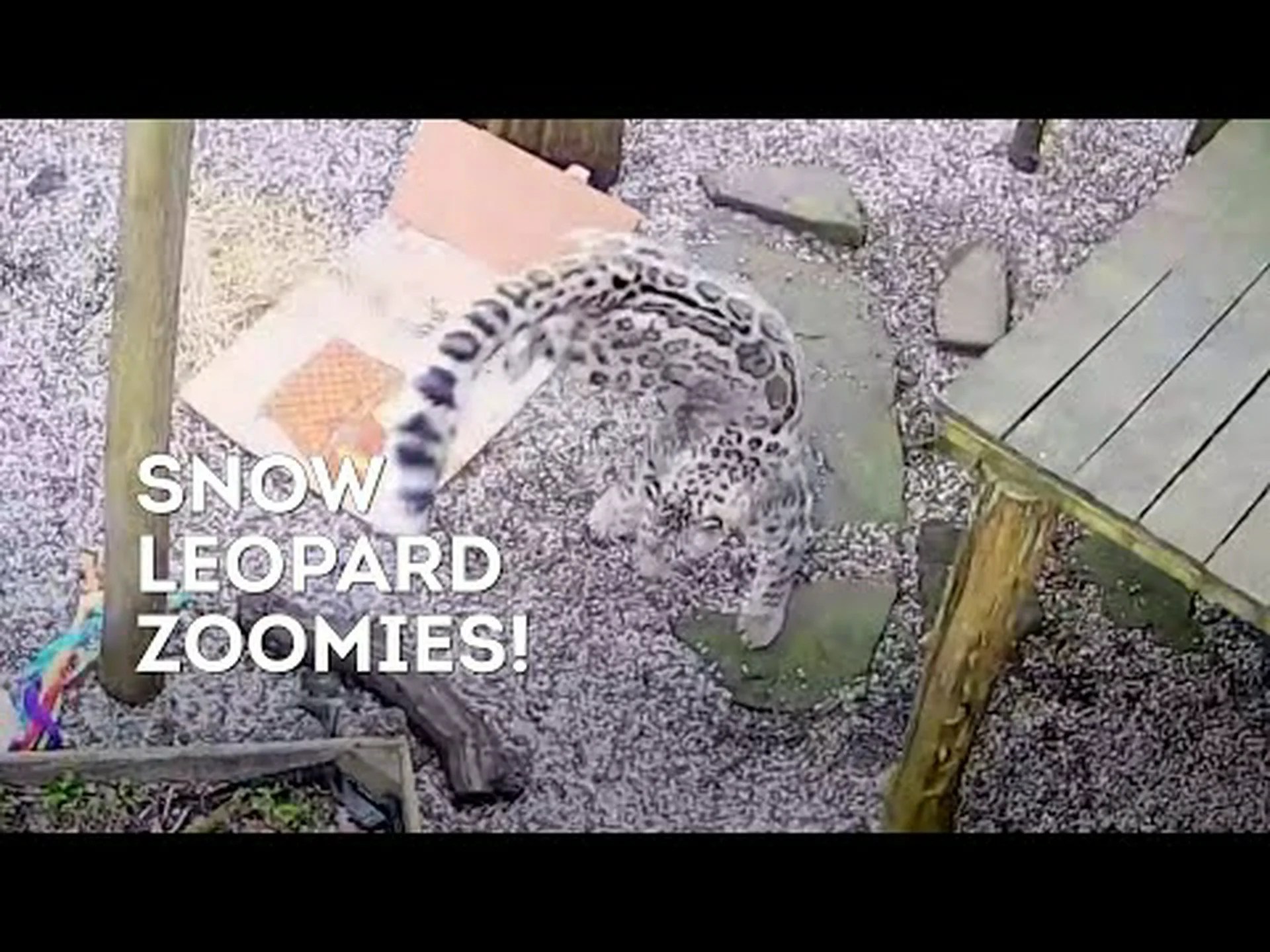 まるでペットのようにズーミーになり、囲いの周りを疾走するユキヒョウを観察してください まるでペットのようにズーミーになり、囲いの周りを疾走するユキヒョウを観察してください