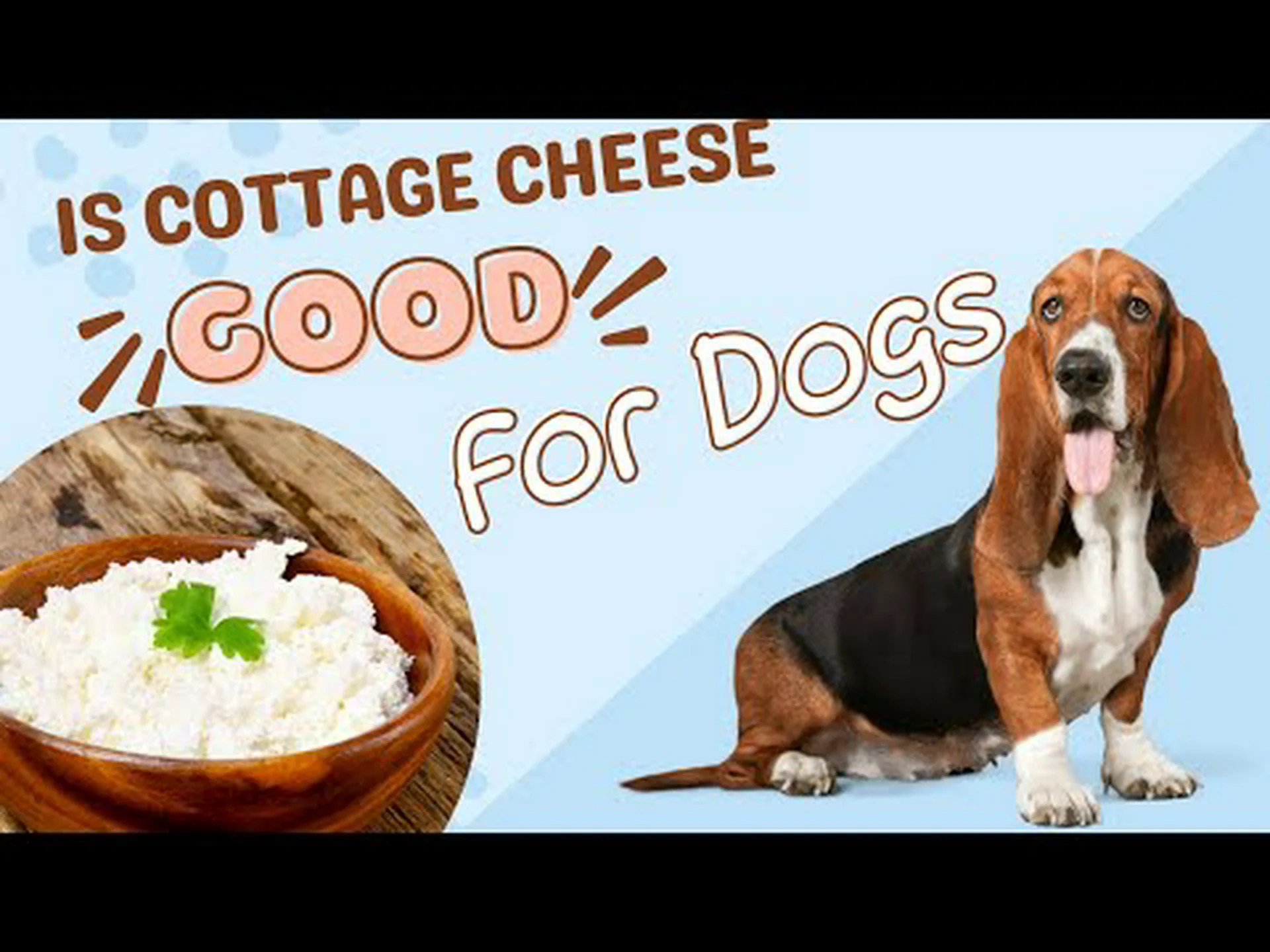 犬はカッテージチーズを食べても大丈夫ですか?健康ですか? 犬はカッテージチーズを食べても大丈夫ですか?健康ですか?
