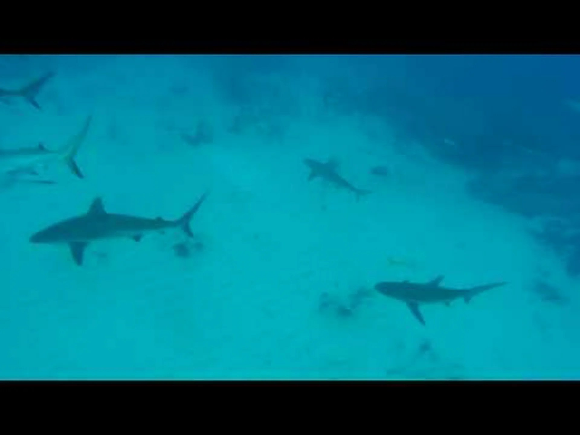 米国でサメの出没が最も少ない6つの海域 米国でサメの出没が最も少ない6つの海域