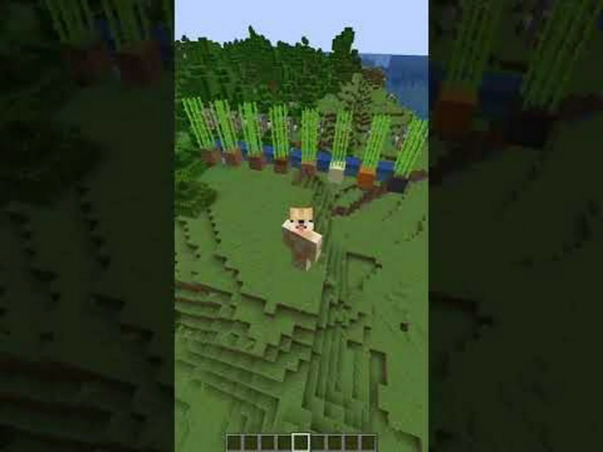 竹とサトウキビ: 5 つの主な違い 竹とサトウキビ: 5 つの主な違い