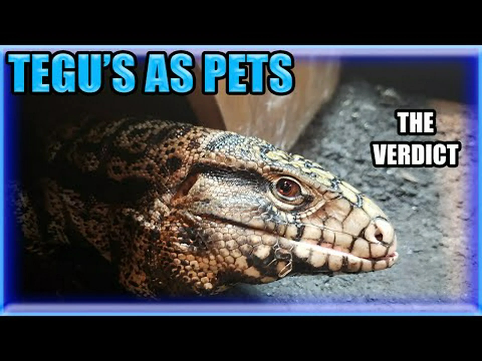 テグトカゲはペットに適していますか? テグトカゲはペットに適していますか?
