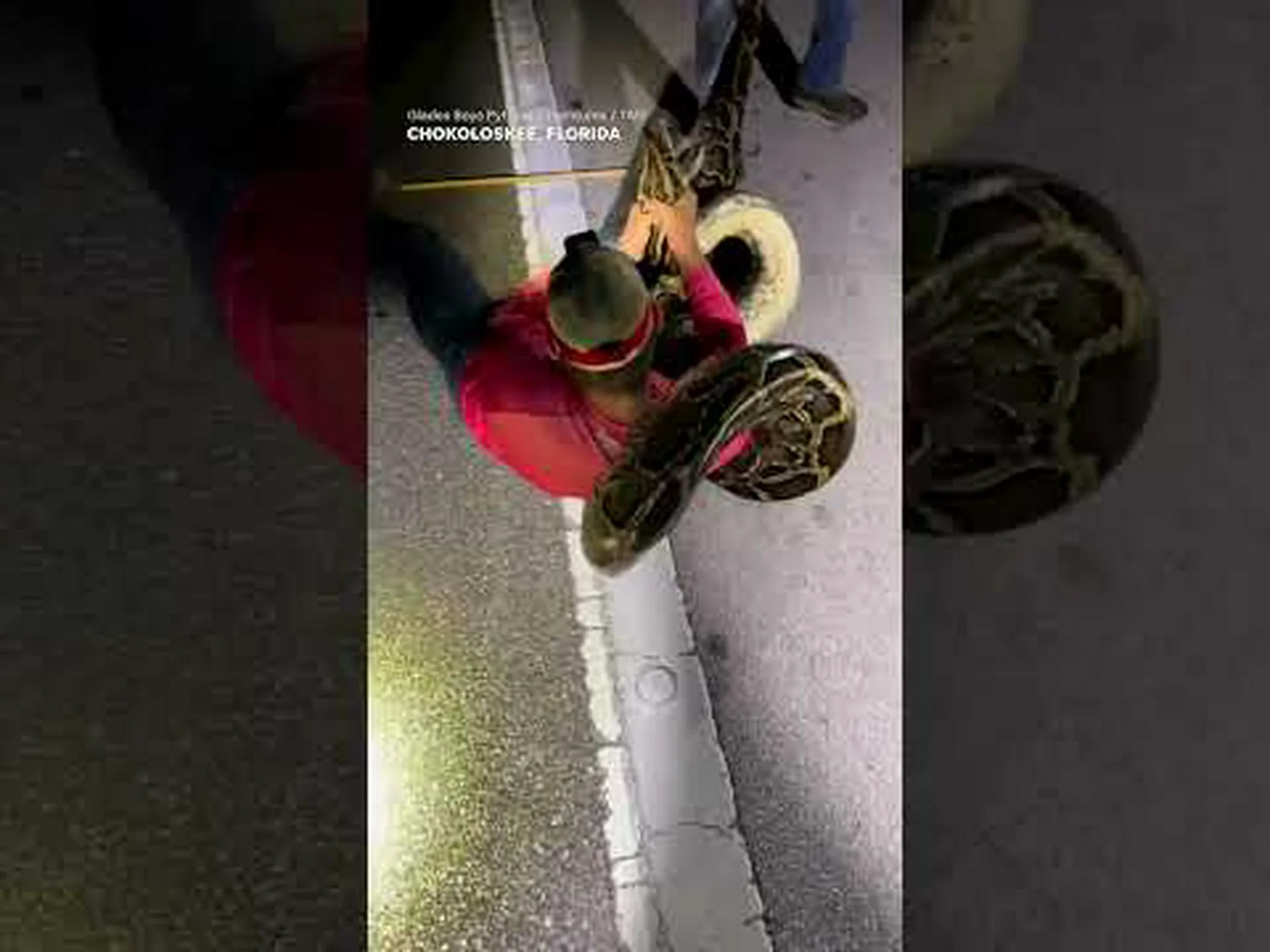 フロリダの少年たちがキリンと同じくらい背の高い野生のニシキヘビを捕まえる フロリダの少年たちがキリンと同じくらい背の高い野生のニシキヘビを捕まえる