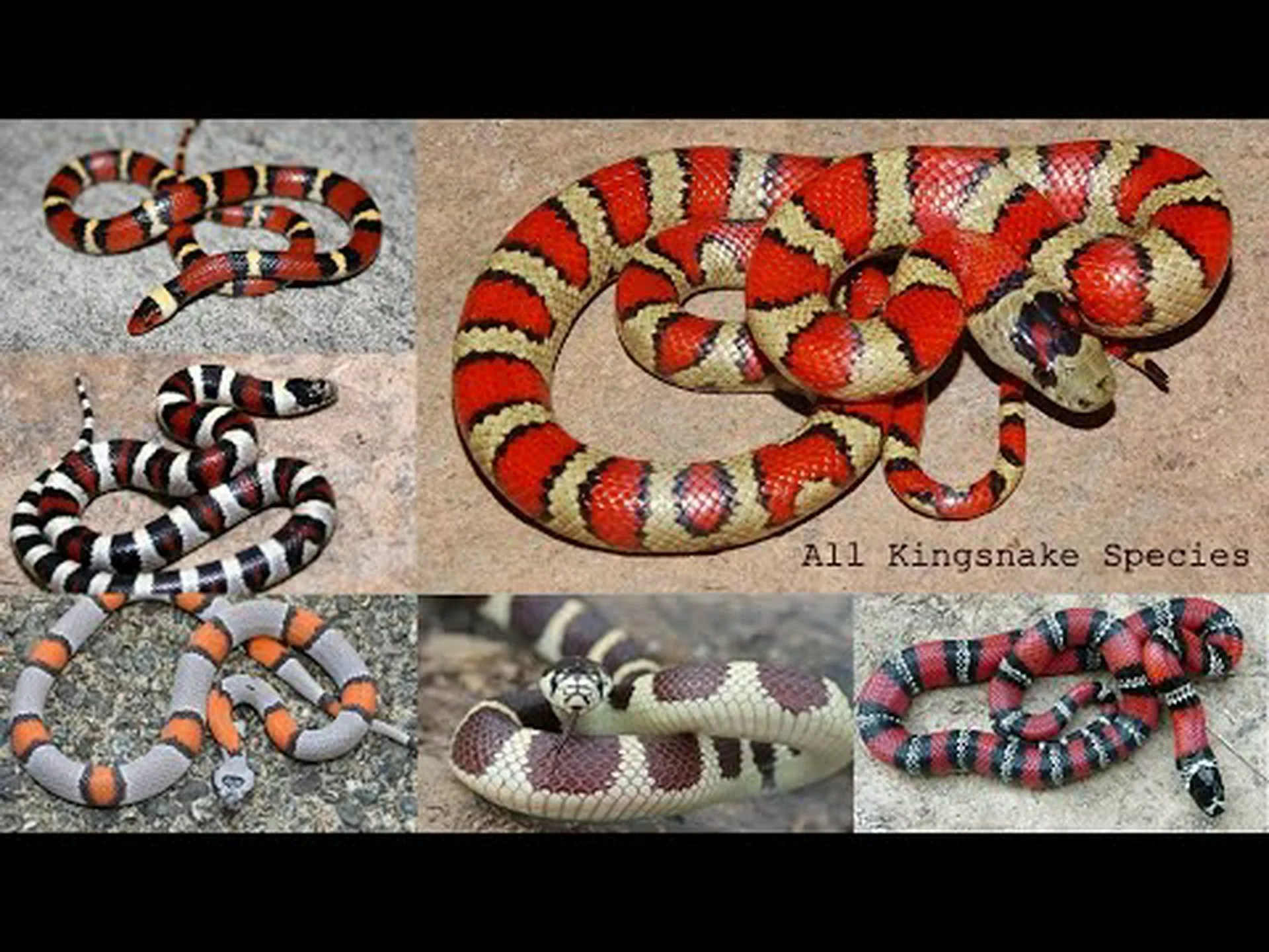 10 種類のキングスネーク: あらゆる種類のユニークな模様、模様、行動を見つける 10 種類のキングスネーク: あらゆる種類のユニークな模様、模様、行動を見つける
