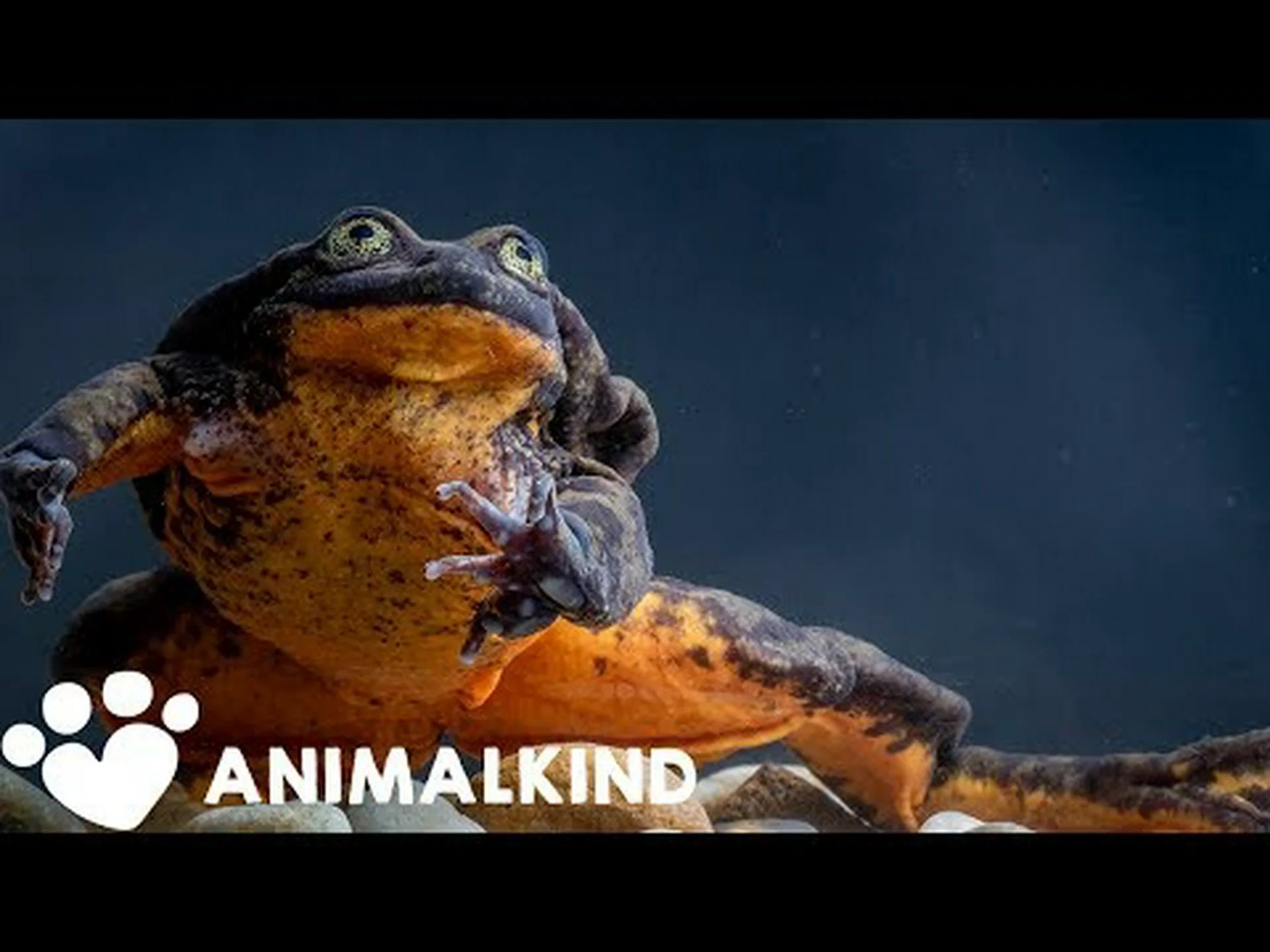 セウェンカス水ガエルについていくつかの驚くべき事実を発見した! セウェンカス水ガエルについていくつかの驚くべき事実を発見した!