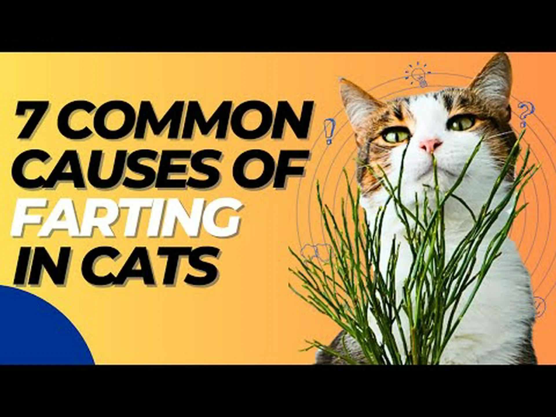 猫の鼓腸の一般的な 8 つの原因 猫の鼓腸の一般的な 8 つの原因