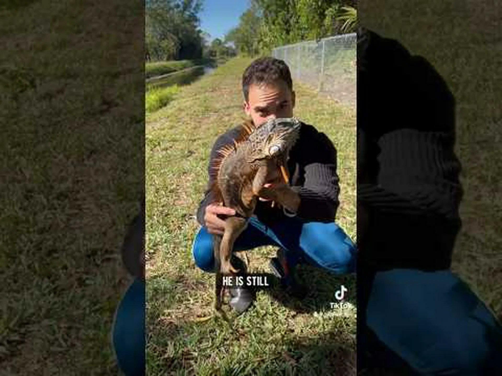 冬です:フロリダにイグアナが落ちることはありますか? 冬です:フロリダにイグアナが落ちることはありますか?