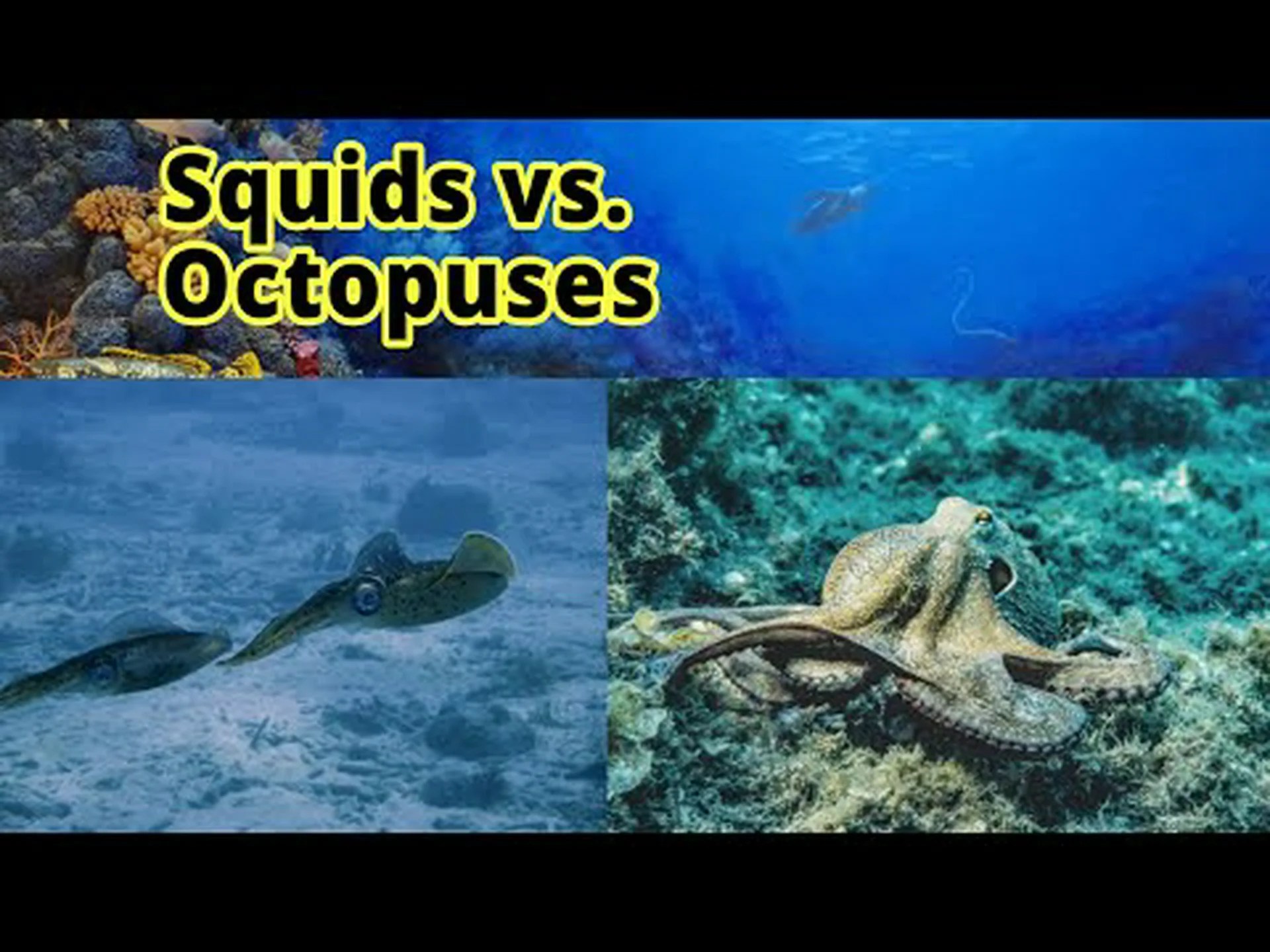 タコとイカ: 8 つの主な違いを解説 タコとイカ: 8 つの主な違いを解説