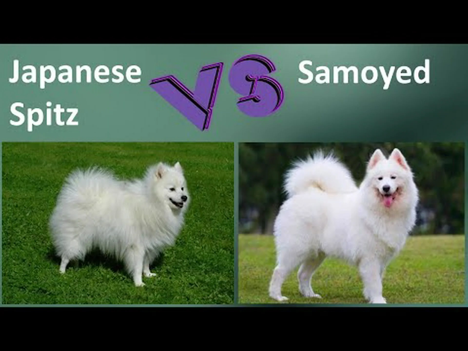 日本スピッツ vs サモエド: 主な違い 日本スピッツ vs サモエド: 主な違い