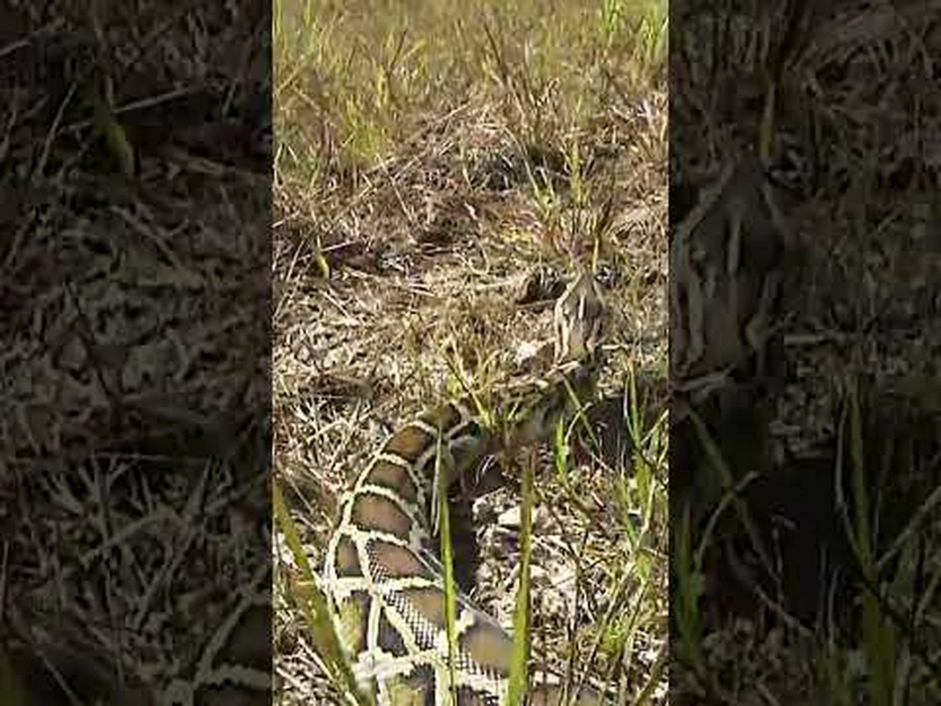 エバーグレーズに生息するニシキヘビの驚くべき数 エバーグレーズに生息するニシキヘビの驚くべき数