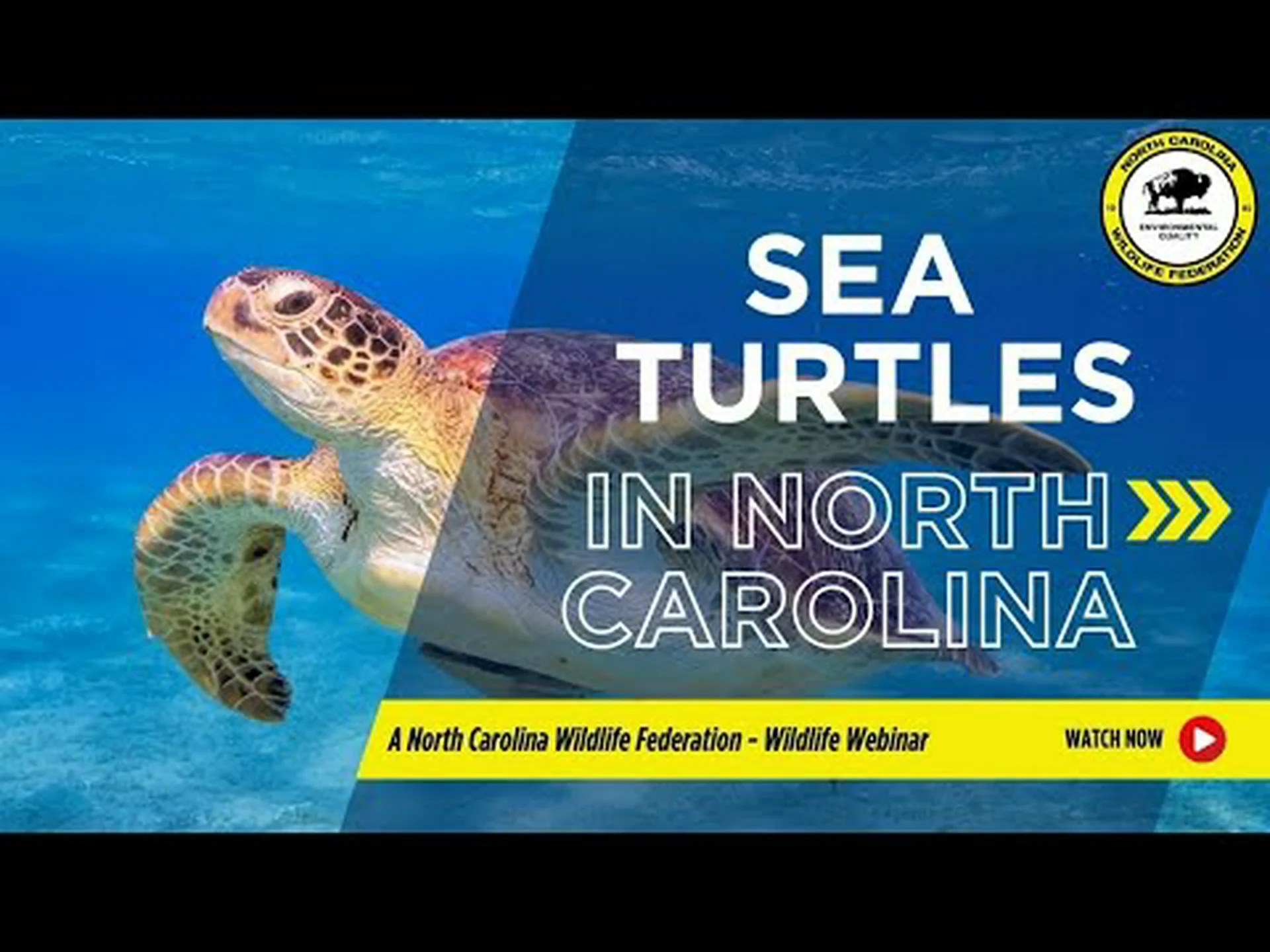 ノースカロライナ州の驚くべきカメ 10 匹 ノースカロライナ州の驚くべきカメ 10 匹