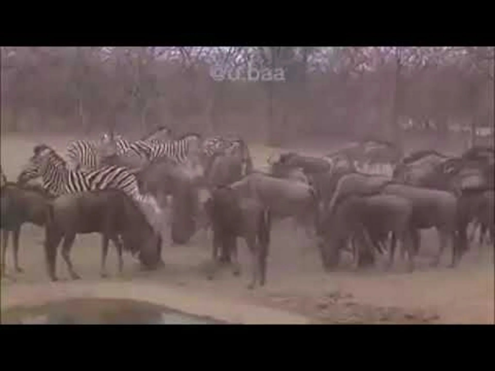 シマウマがヌーの頭を蹴り、何もしていないように振る舞う シマウマがヌーの頭を蹴り、何もしていないように振る舞う