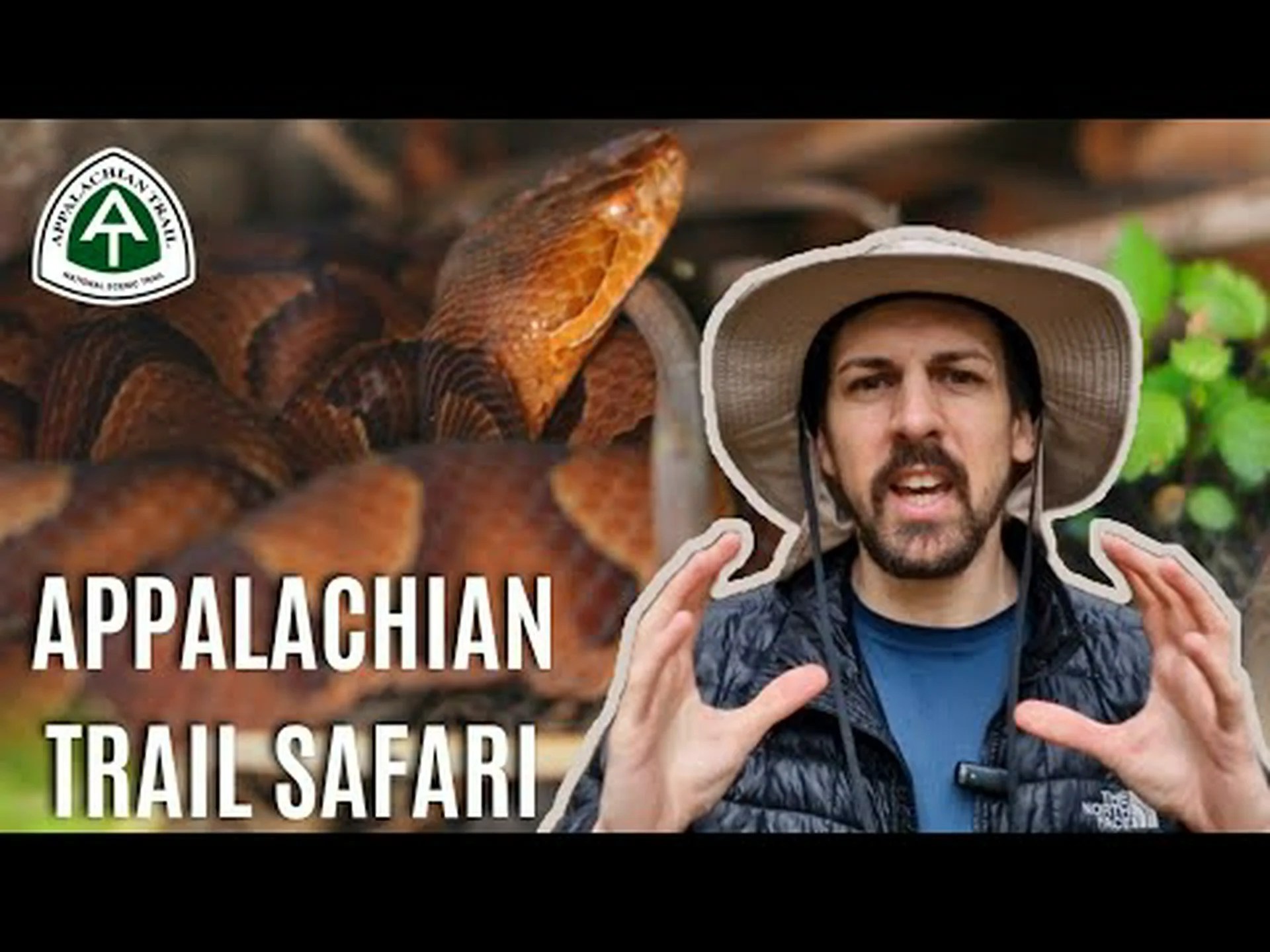 アパラチア山道沿いで最も危険な 12 匹の動物を発見 アパラチア山道沿いで最も危険な 12 匹の動物を発見