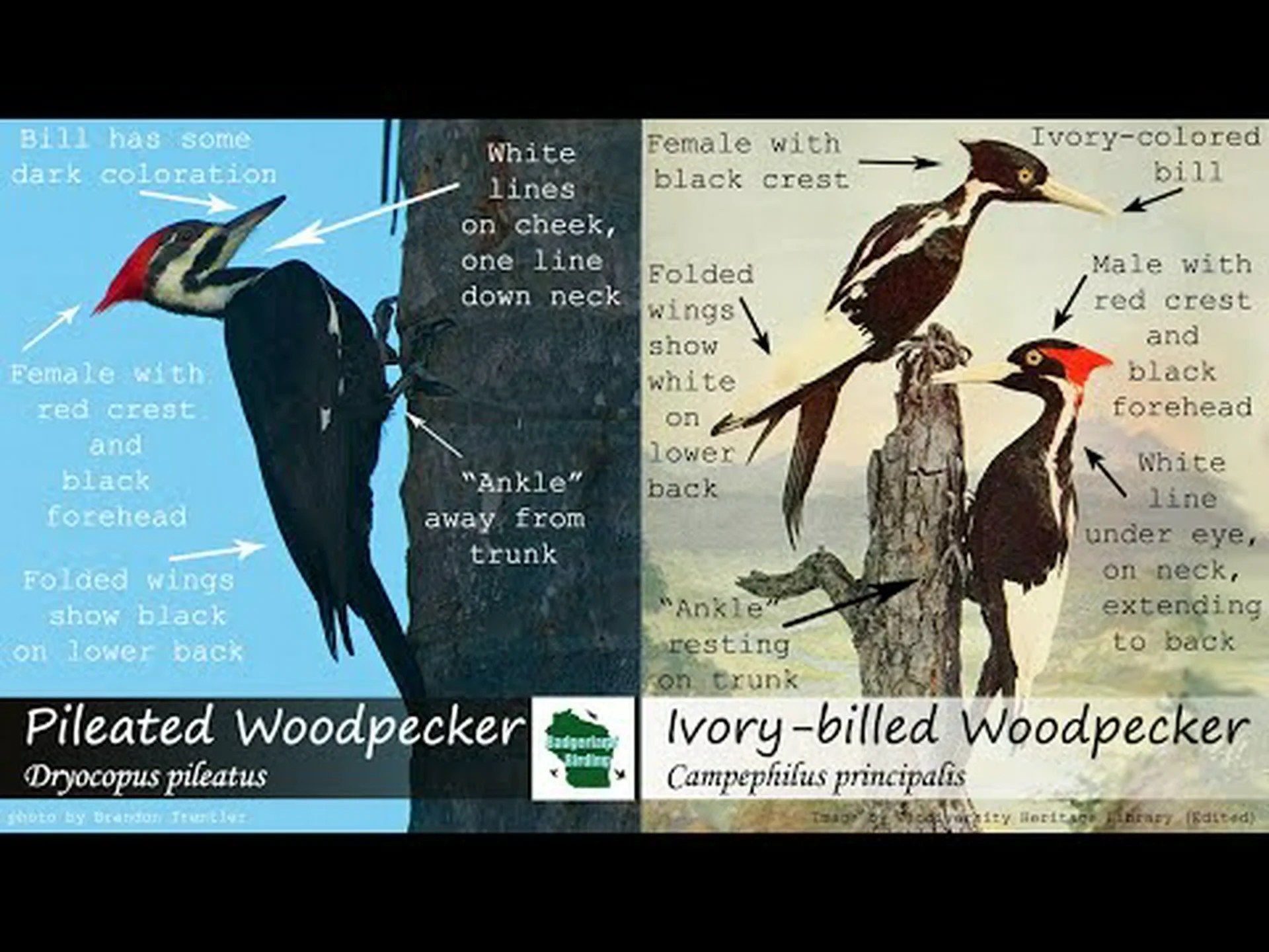 ハシバシキツツキとカンムリキツツキ: 違いは何ですか? ハシバシキツツキとカンムリキツツキ: 違いは何ですか?