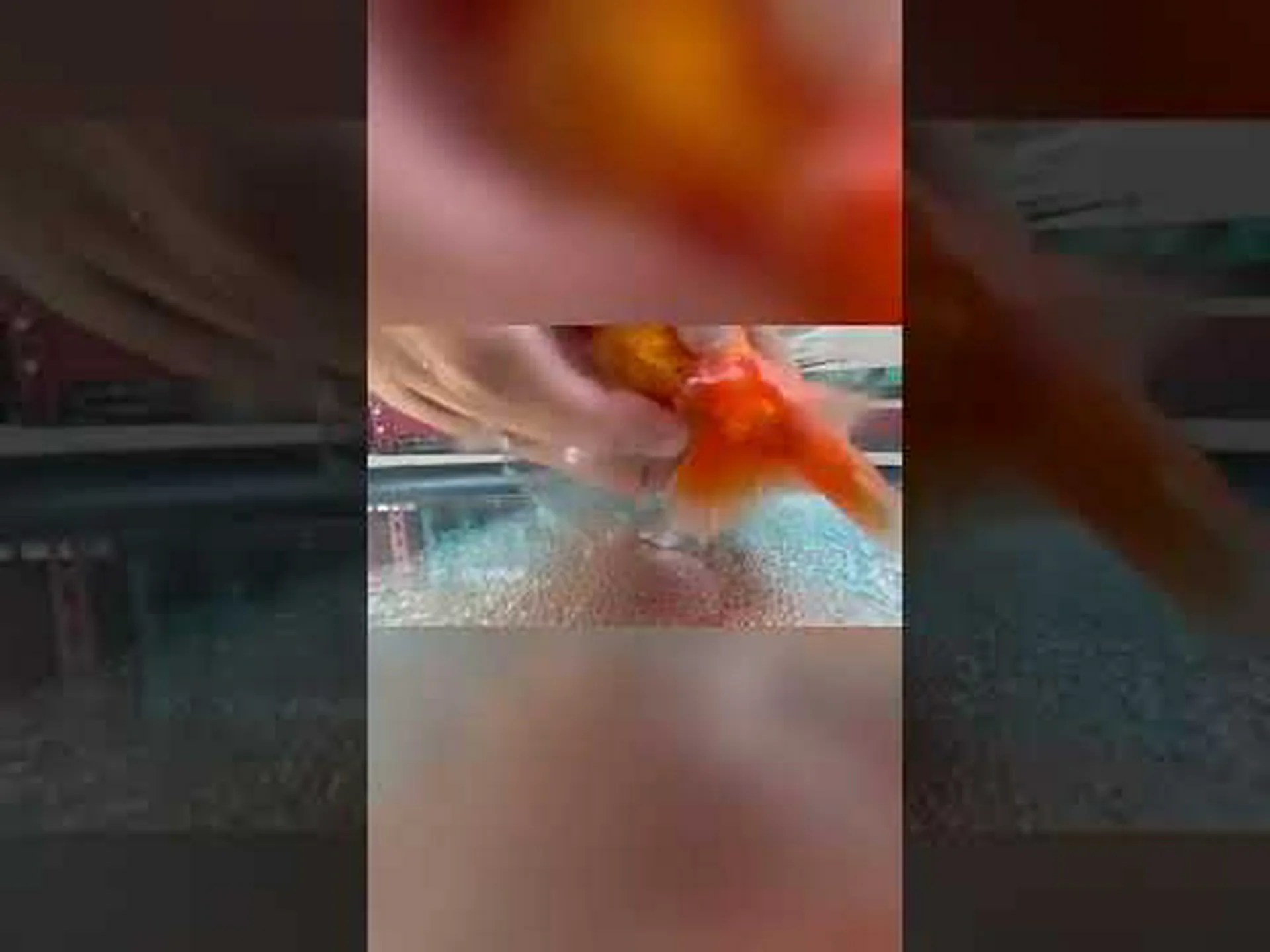 金魚の繁殖: 金魚はどのように交尾し、繁殖するのでしょうか? 金魚の繁殖: 金魚はどのように交尾し、繁殖するのでしょうか?