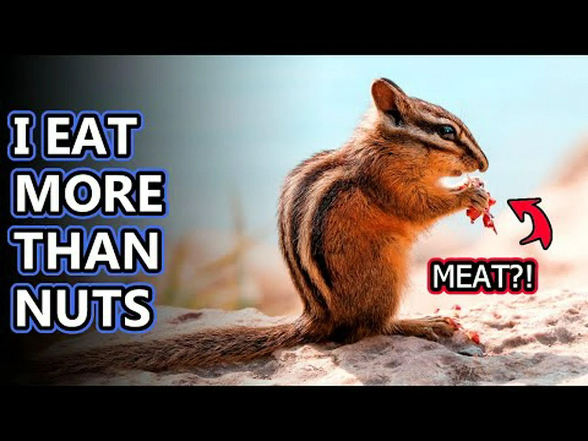 シマリスの糞:シマリスの糞を見ているかどうかを見分ける方法 シマリスの糞:シマリスの糞を見ているかどうかを見分ける方法