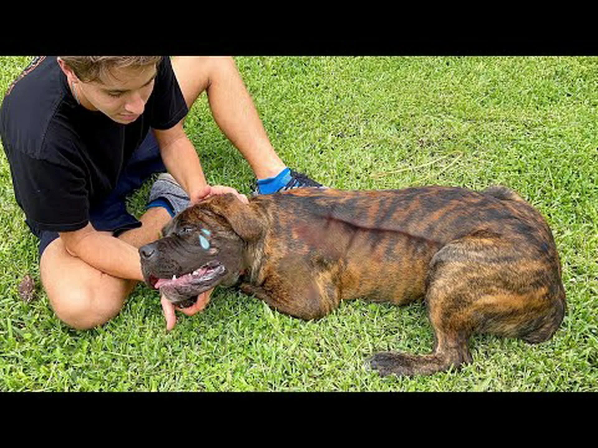 白毛の子犬が赤い果実を食べてピンク色に変わる様子をご覧ください 白毛の子犬が赤い果実を食べてピンク色に変わる様子をご覧ください