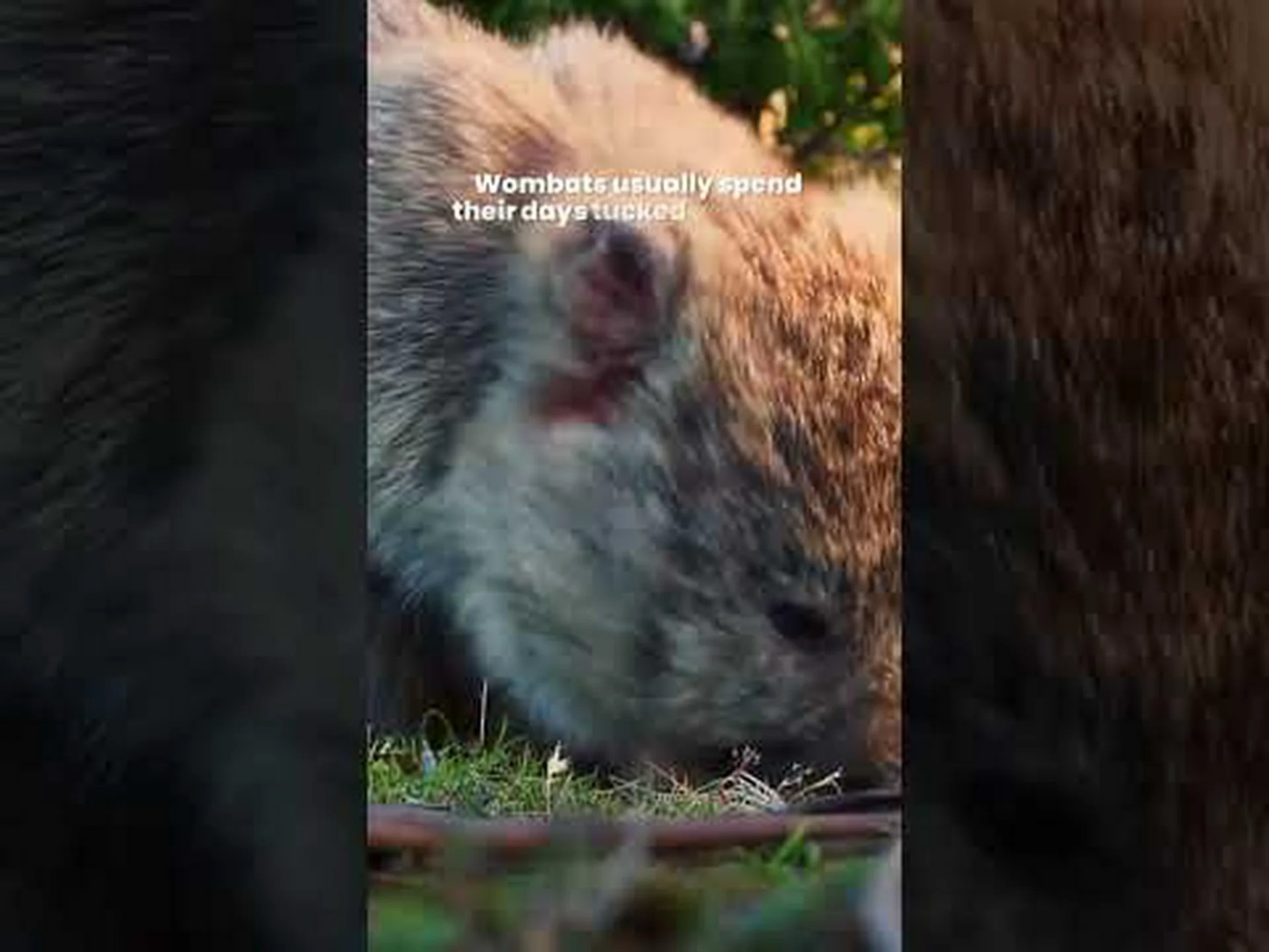 ウォンバットはペットに適していますか? ウォンバットはペットに適していますか?