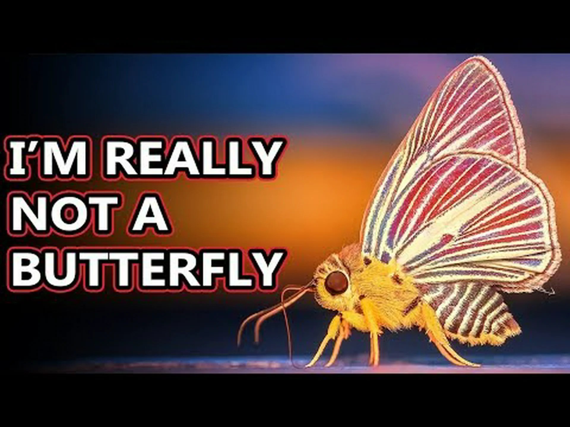 蛾の糞: あなたが今まで知りたかったすべて 蛾の糞: あなたが今まで知りたかったすべて