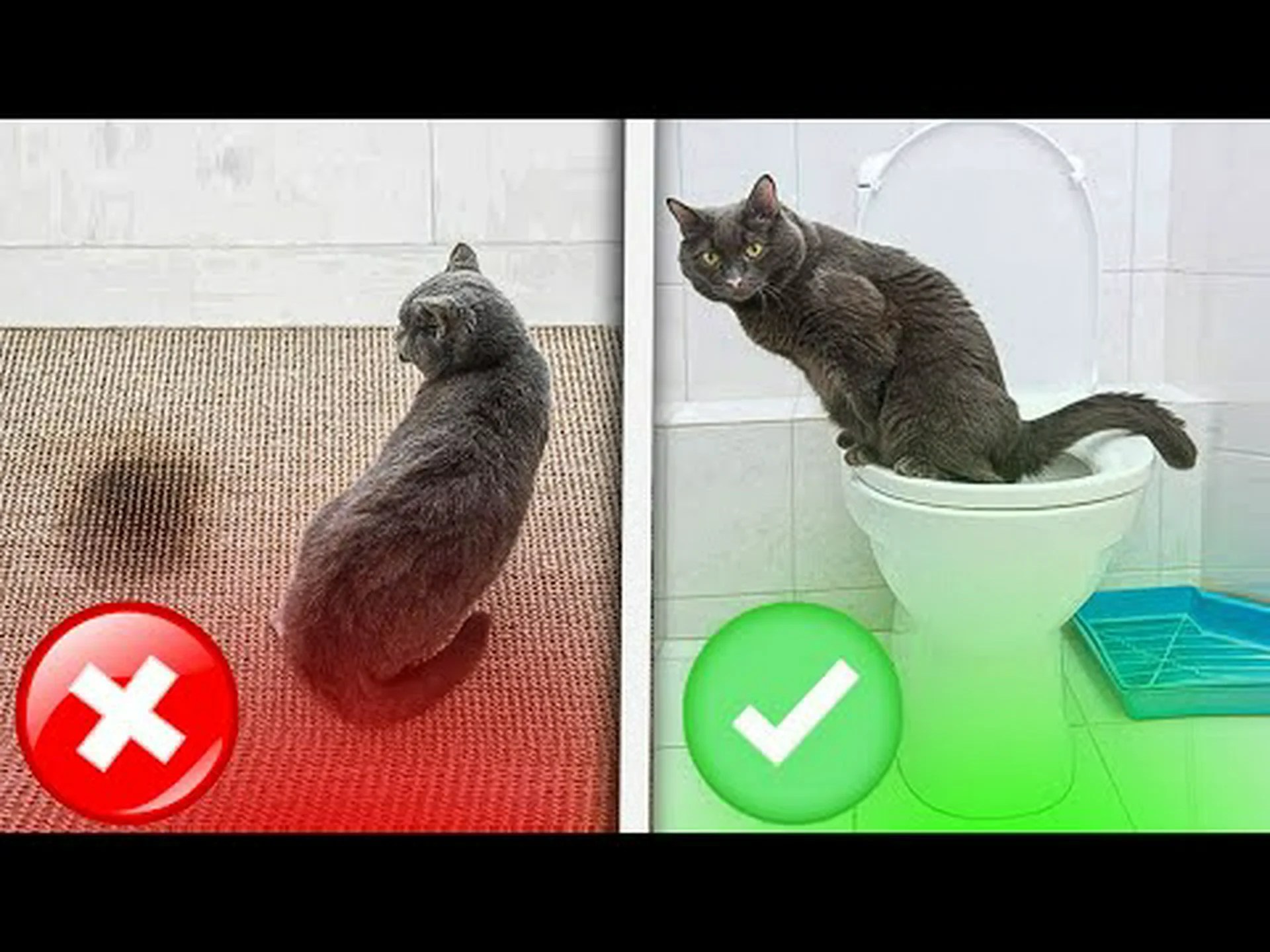 猫にトイレを訓練する方法: ステップバイステップガイド 猫にトイレを訓練する方法: ステップバイステップガイド