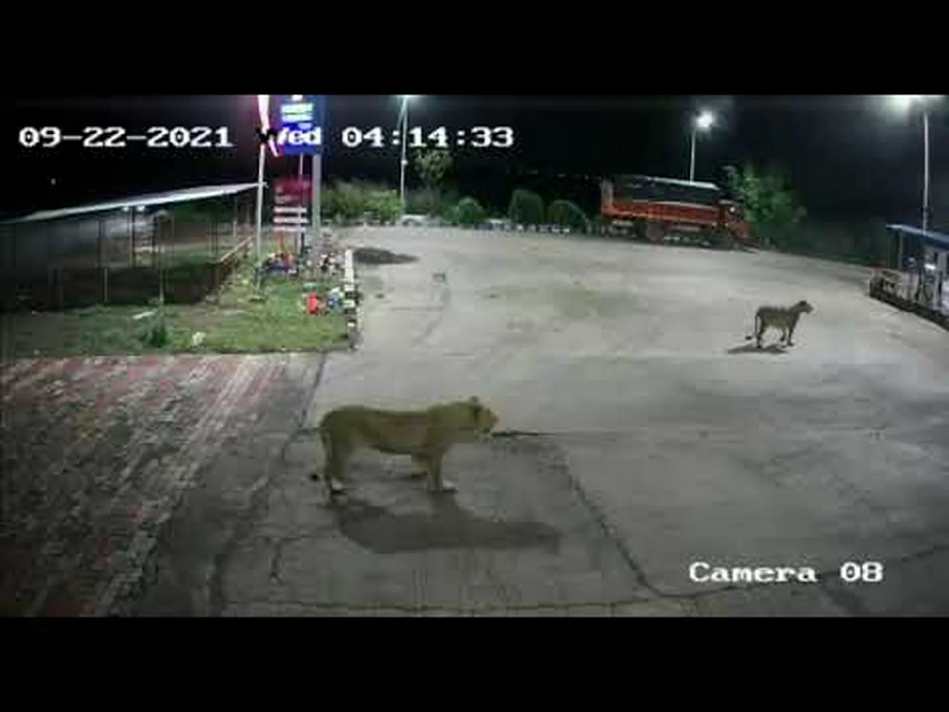 2 頭の巨大なライオンがガソリン スタンドの駐車場に侵入し、犬の群れを怖がらせる様子を観察 2 頭の巨大なライオンがガソリン スタンドの駐車場に侵入し、犬の群れを怖がらせる様子を観察