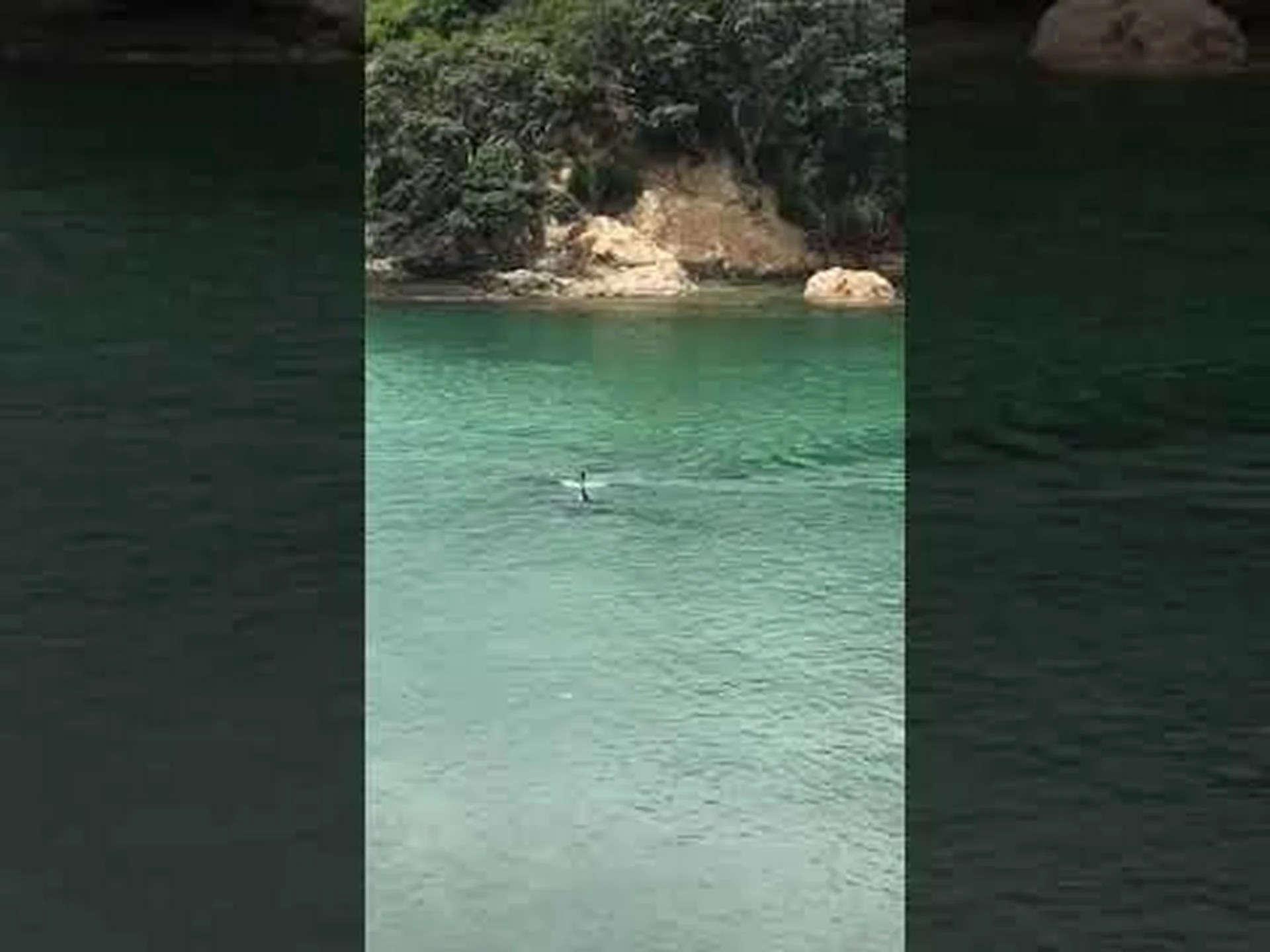 ニュージーランドでクロマグロが2頭のシャチを僅差で上回った様子を観察 ニュージーランドでクロマグロが2頭のシャチを僅差で上回った様子を観察