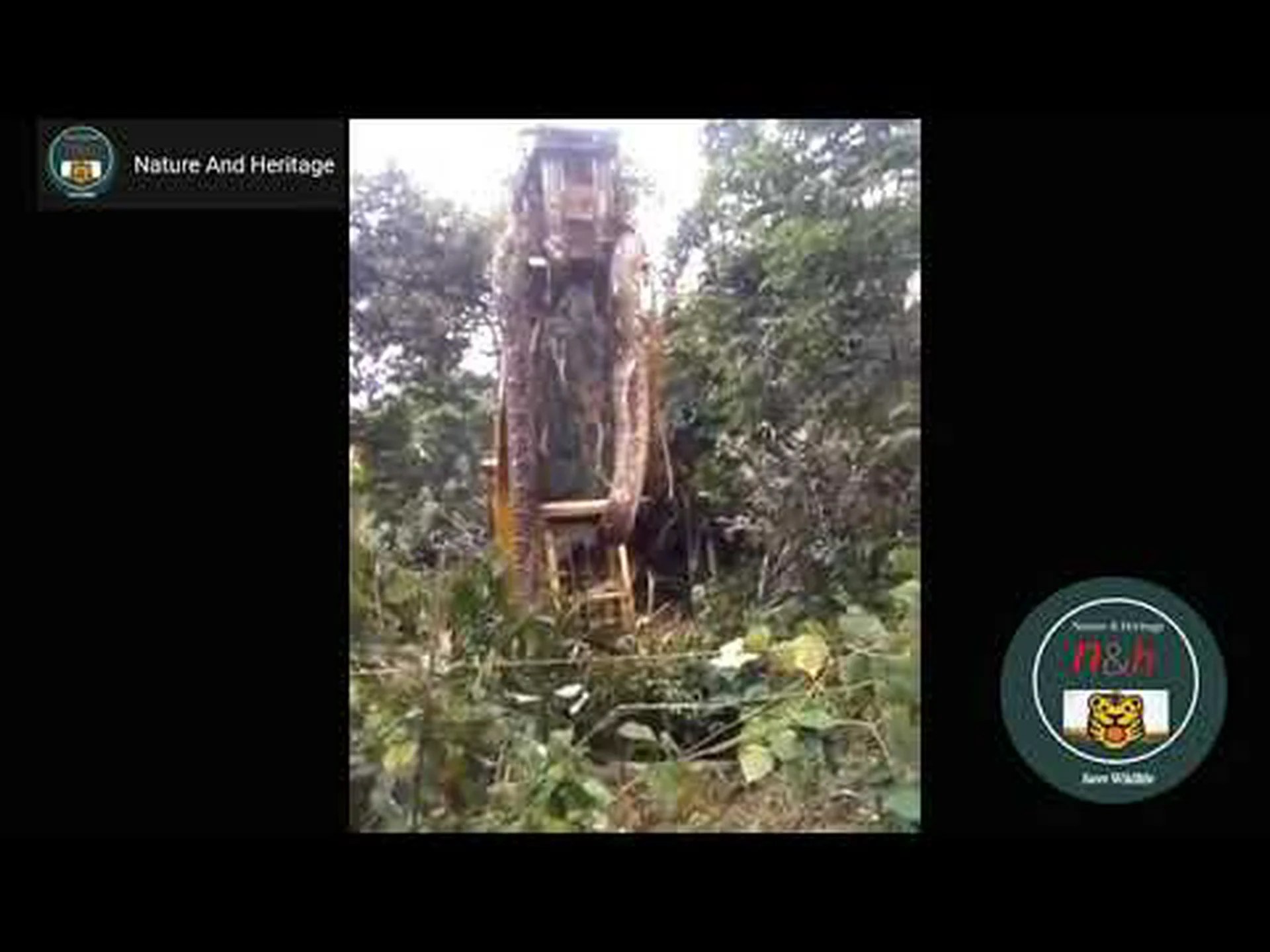 この33フィートのアナコンダは非常に大きいため、持ち上げるにはクレーンが必要です この33フィートのアナコンダは非常に大きいため、持ち上げるにはクレーンが必要です