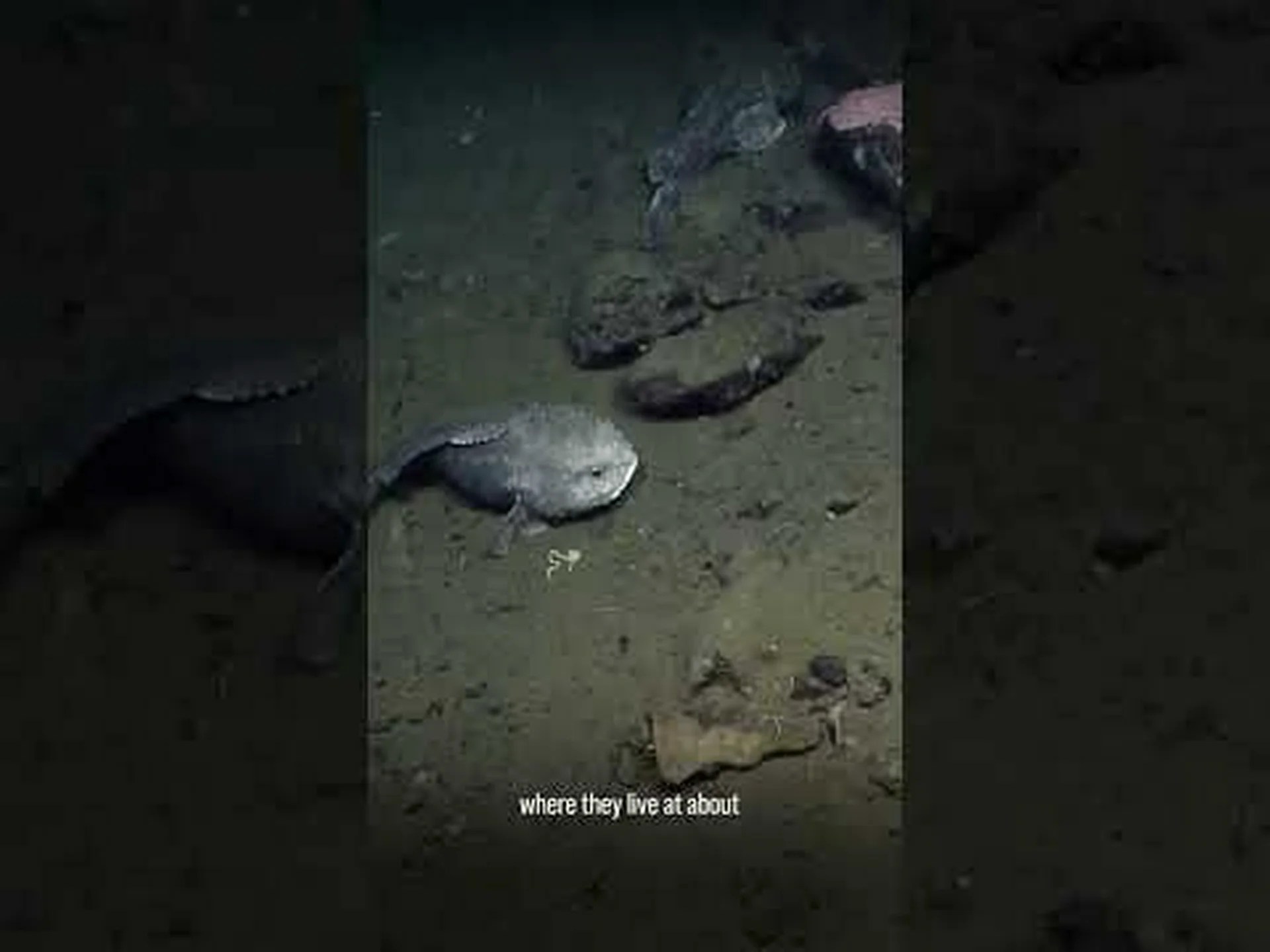 ブロブフィッシュの捕食者: ブロブフィッシュを食べるものは何ですか? ブロブフィッシュの捕食者: ブロブフィッシュを食べるものは何ですか?