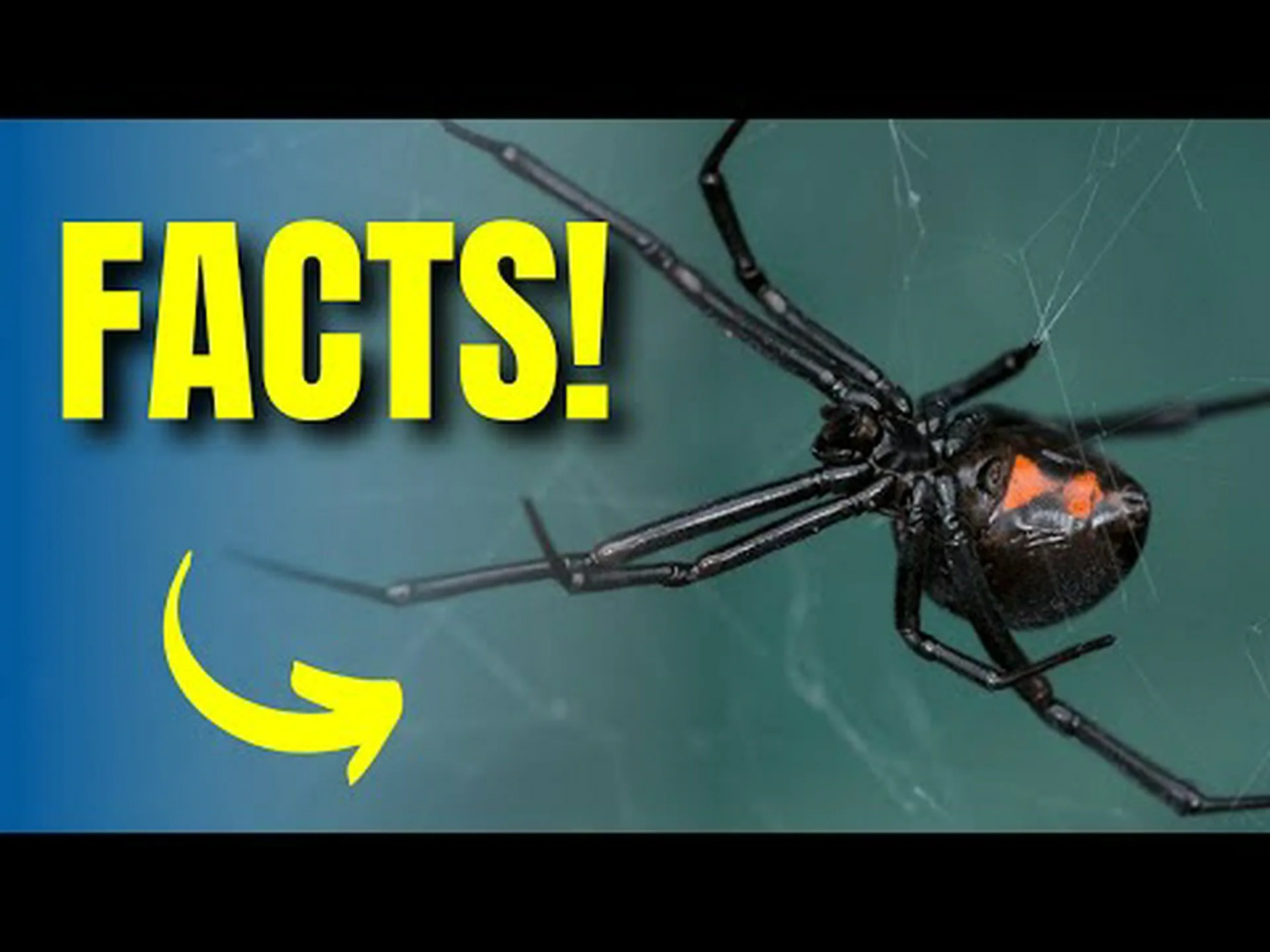 クロゴケグモに関する 10 の驚くべき事実 クロゴケグモに関する 10 の驚くべき事実