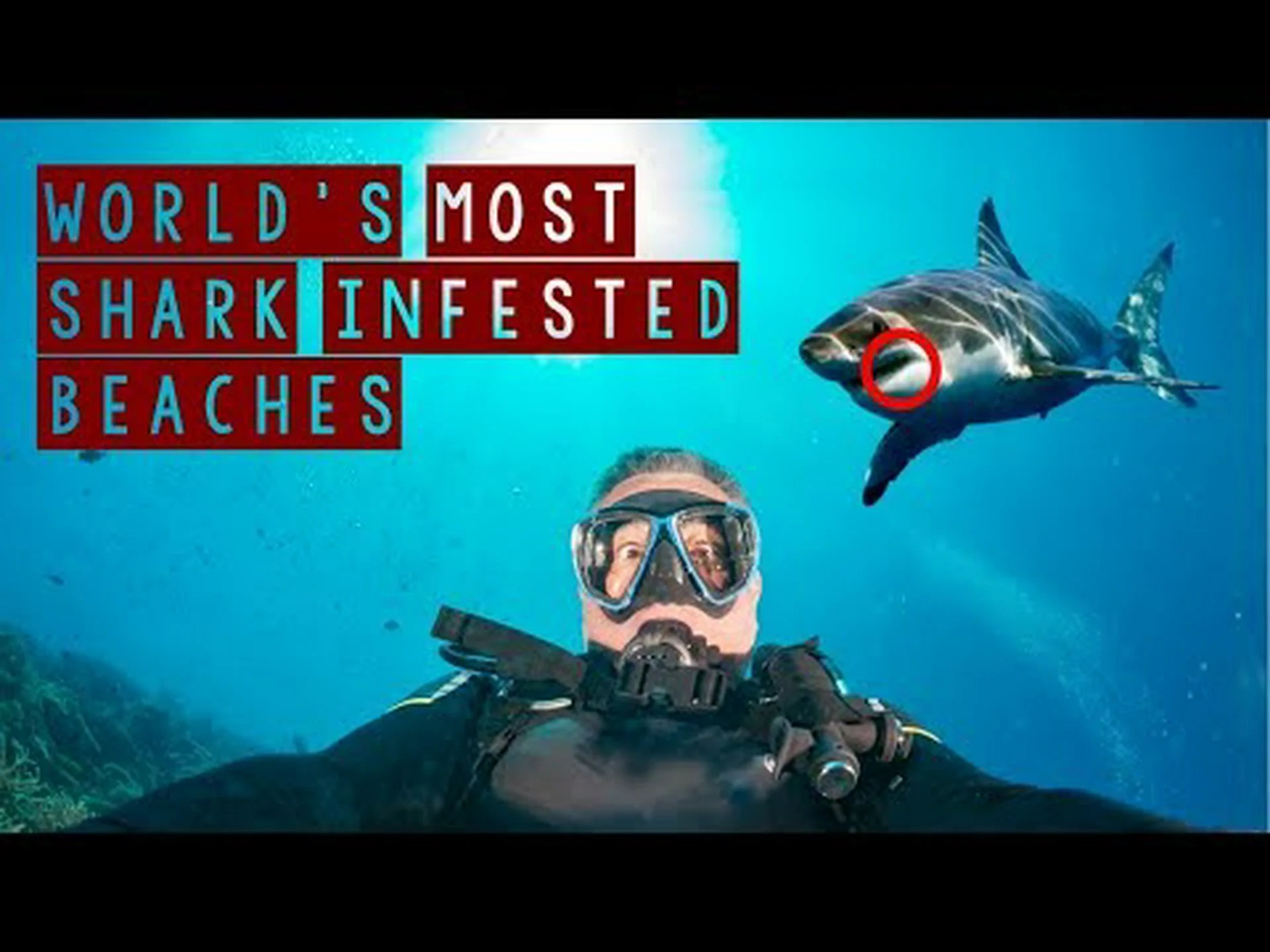 地球上で最もサメが出没する9つのビーチ 地球上で最もサメが出没する9つのビーチ